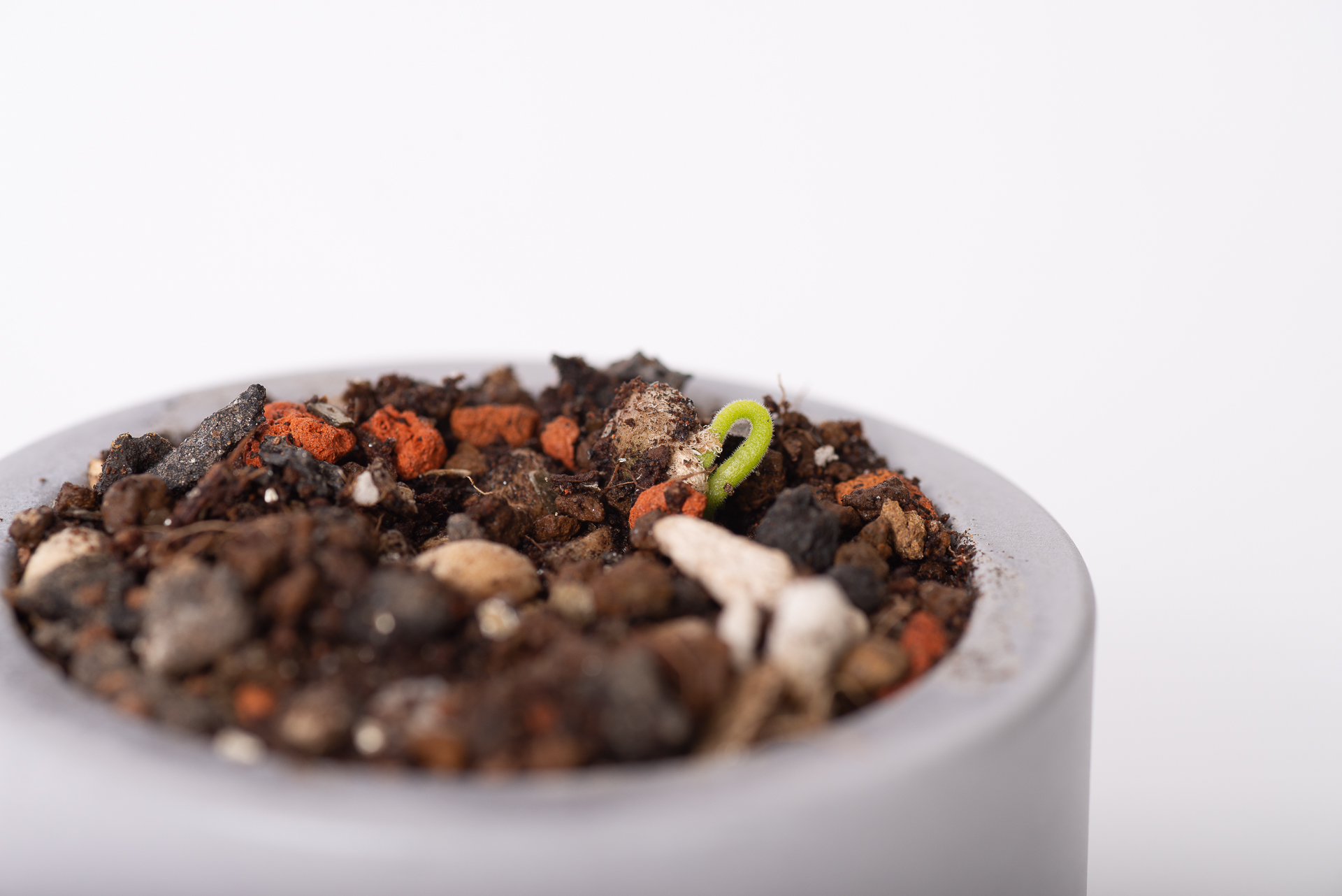 種子盆栽發芽永續禮品