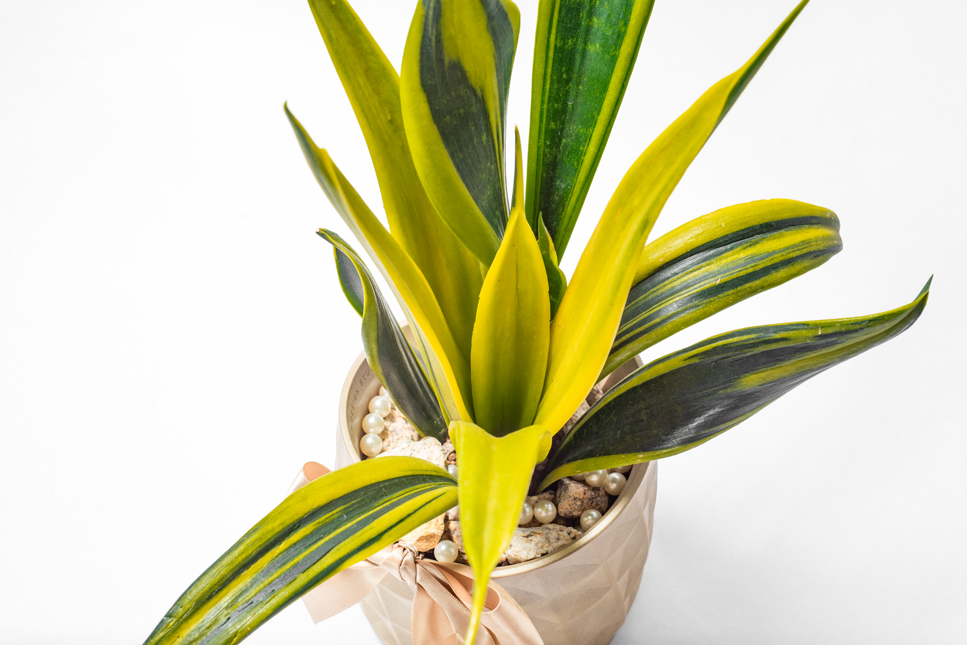 黃金天使虎尾蘭送禮