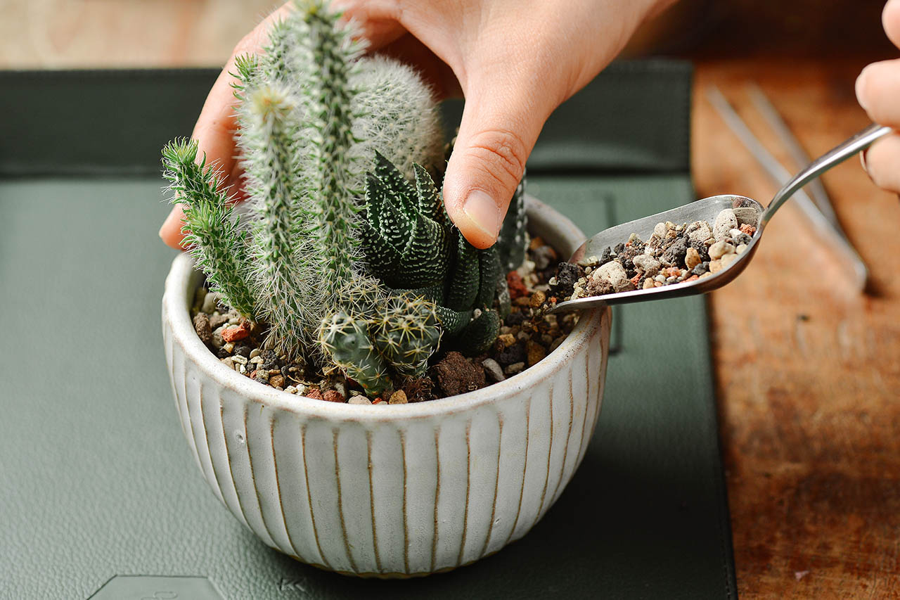 多肉Q&A：多肉植物正確澆水方式大公開 1016 美學版組盆步驟 075