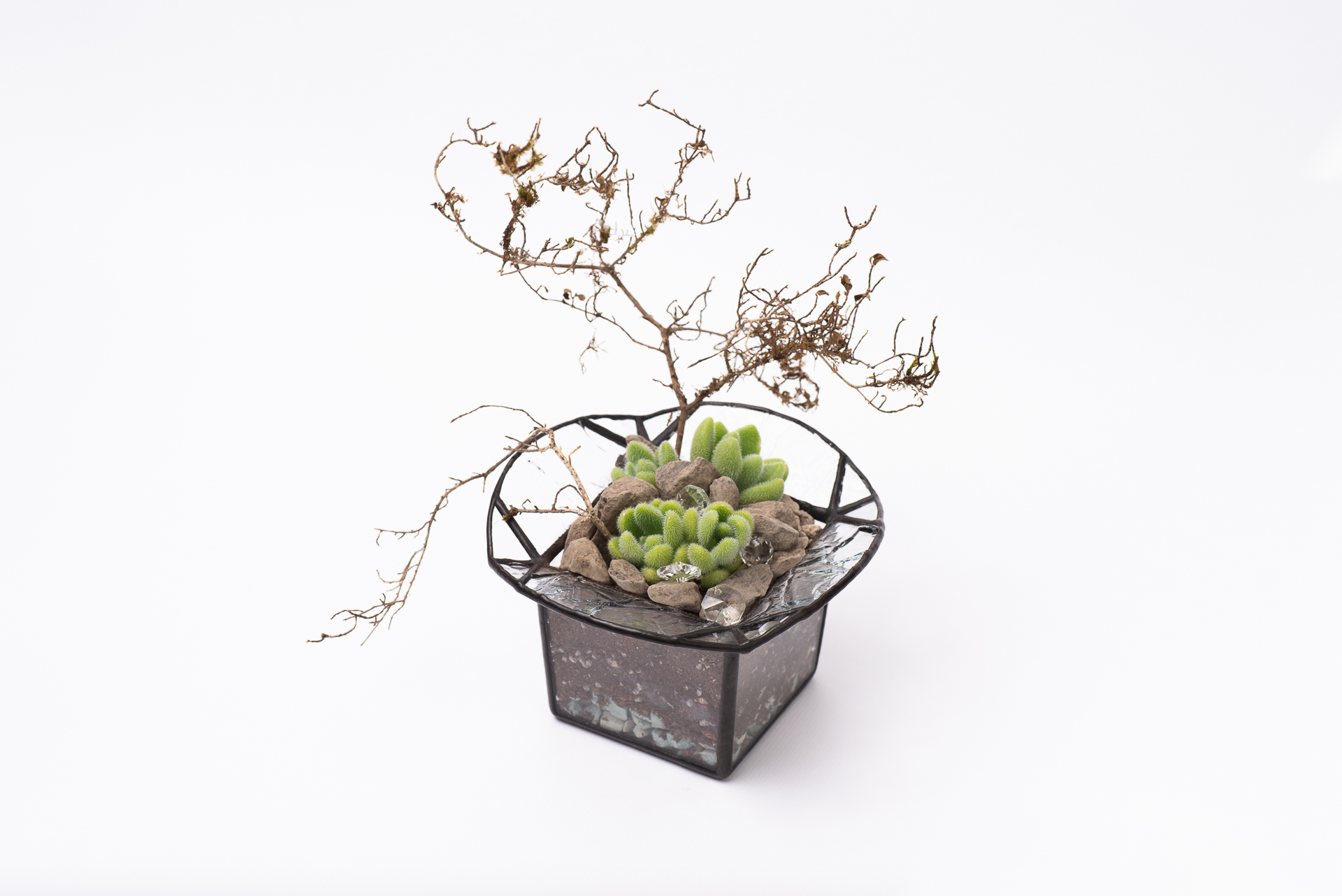 多肉圖鑑：貓毛信東尼 Sedum mocinianum 1021 每月一肉多肉植物貓毛信東尼 014