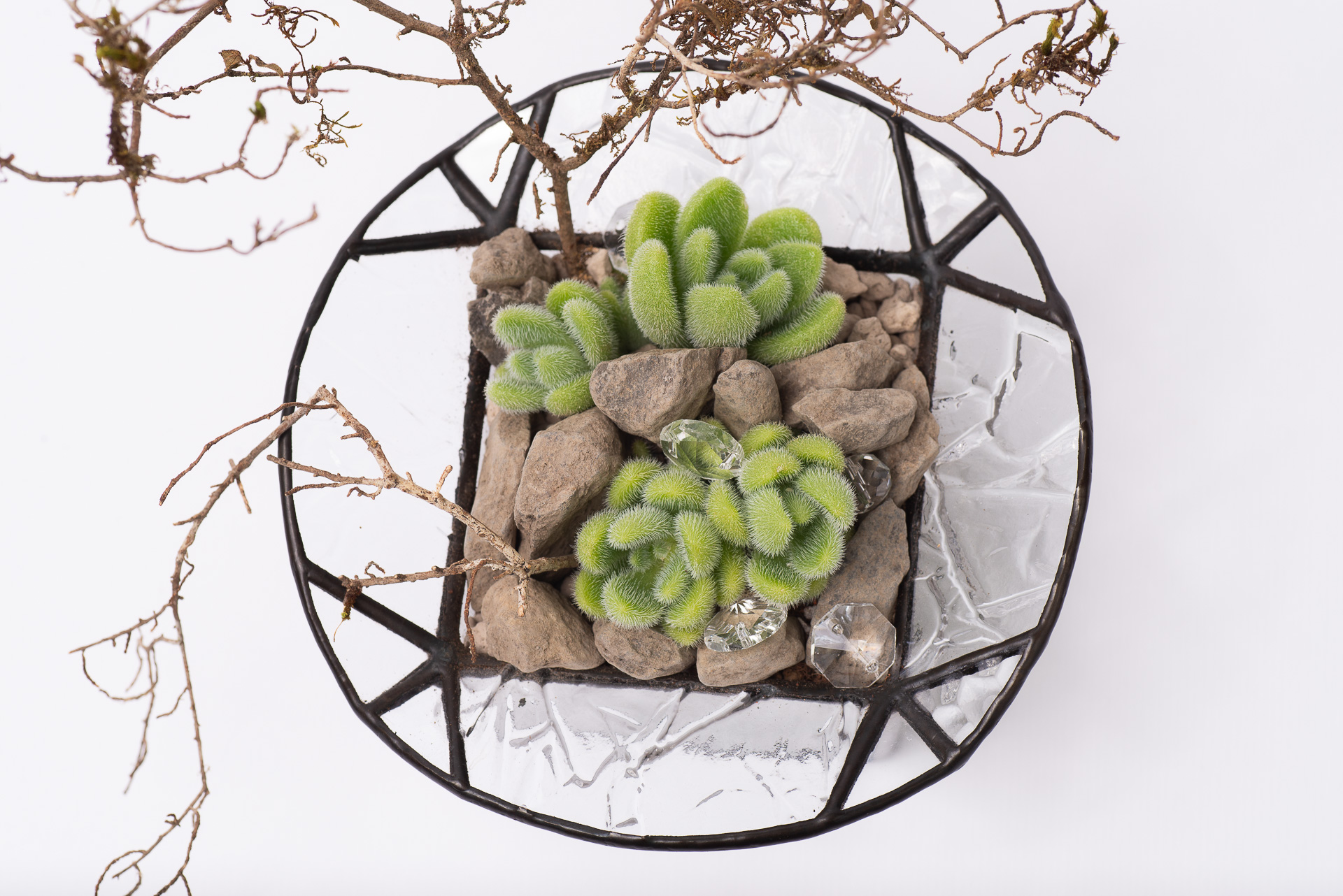 多肉圖鑑：貓毛信東尼 Sedum mocinianum 1021 每月一肉多肉植物貓毛信東尼 015