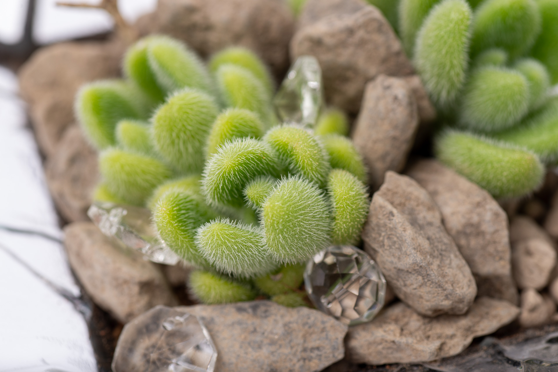 多肉圖鑑：貓毛信東尼 Sedum mocinianum 1021 每月一肉多肉植物貓毛信東尼 018