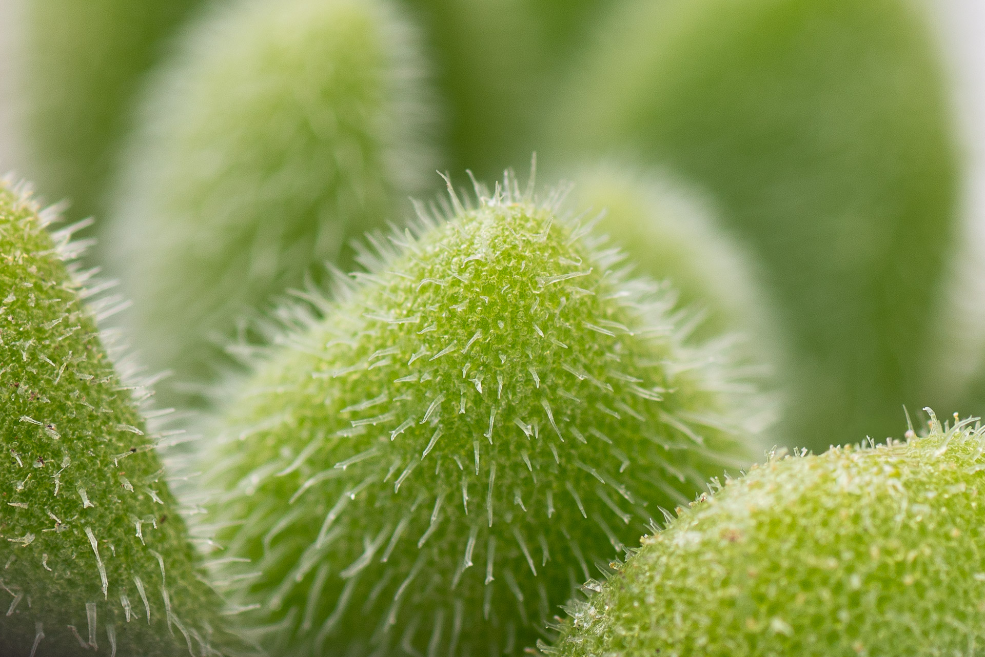 多肉圖鑑：貓毛信東尼 Sedum mocinianum 1021 每月一肉多肉植物貓毛信東尼 023 2