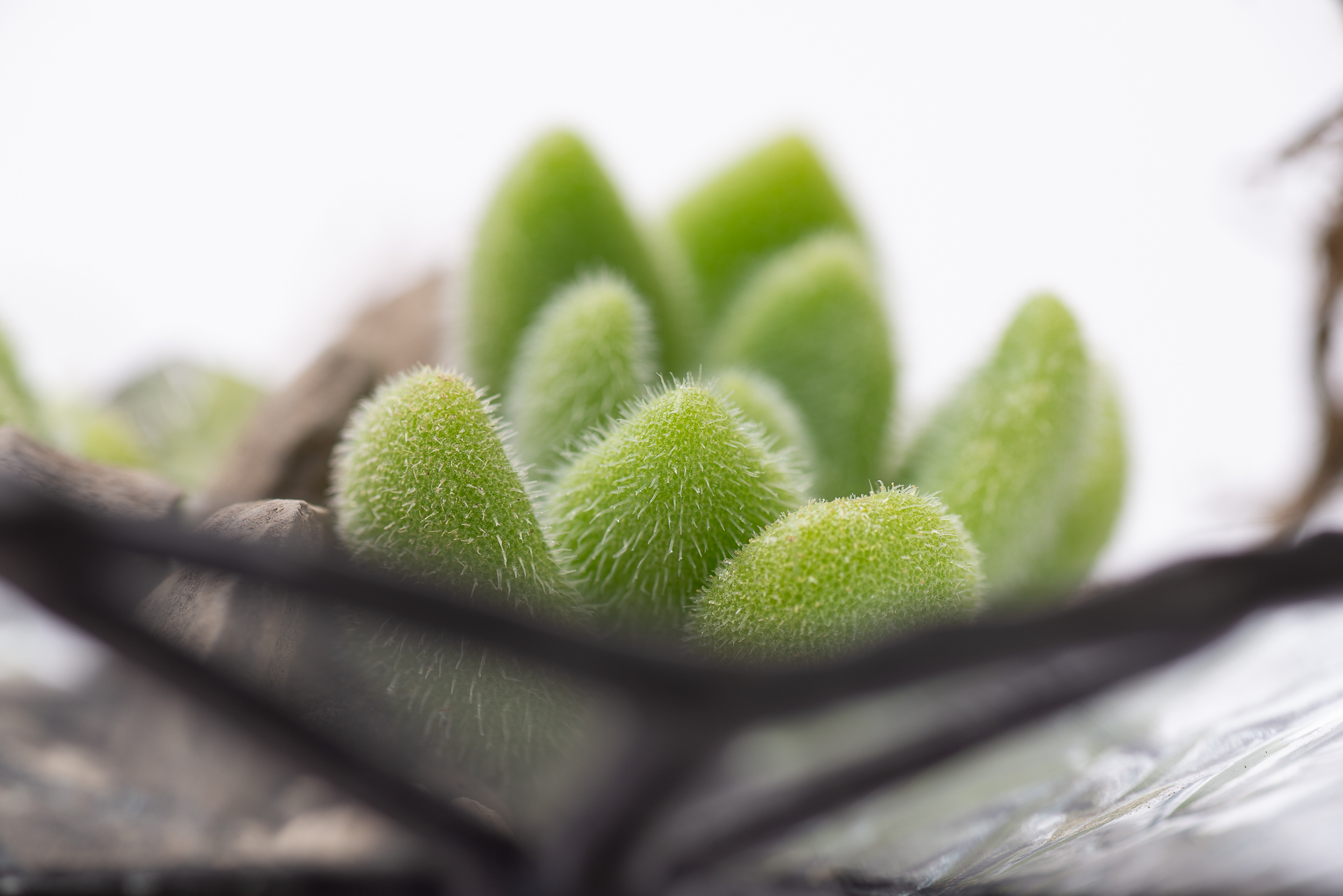 多肉圖鑑：貓毛信東尼 Sedum mocinianum 1021 每月一肉多肉植物貓毛信東尼 023