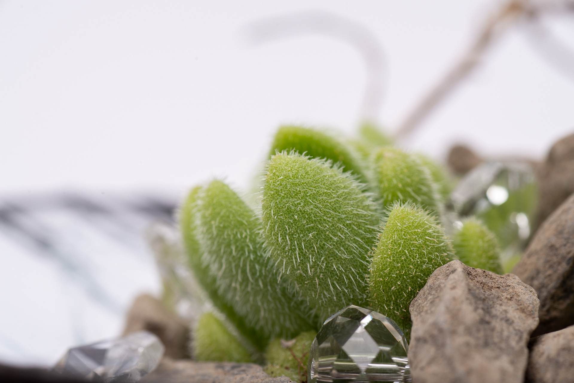 多肉圖鑑：貓毛信東尼 Sedum mocinianum 1021 每月一肉多肉植物貓毛信東尼 024