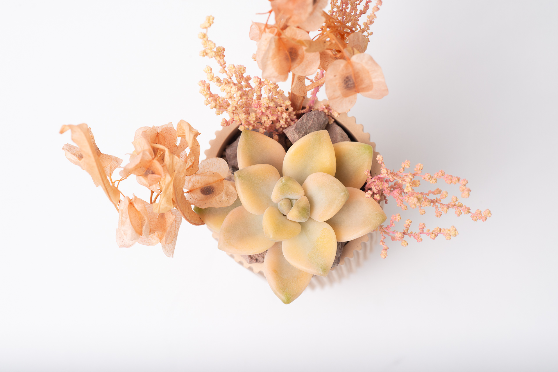 多肉圖鑑：淡雪錦 ×Graptoveria 'Victor Kane' Variegated 1021 每月一肉淡雪錦 034