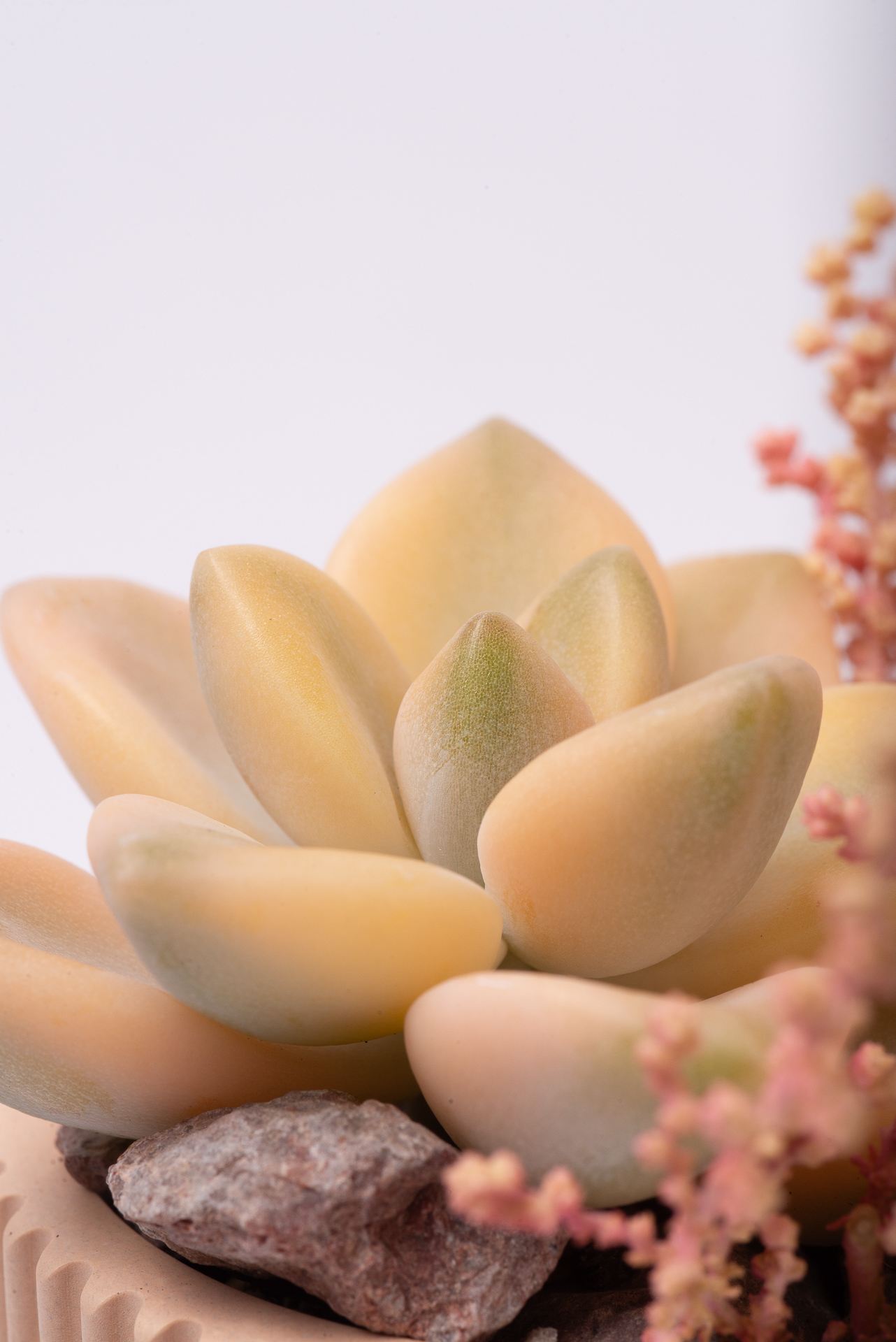 多肉圖鑑：淡雪錦 ×Graptoveria 'Victor Kane' Variegated 1021 每月一肉淡雪錦 040