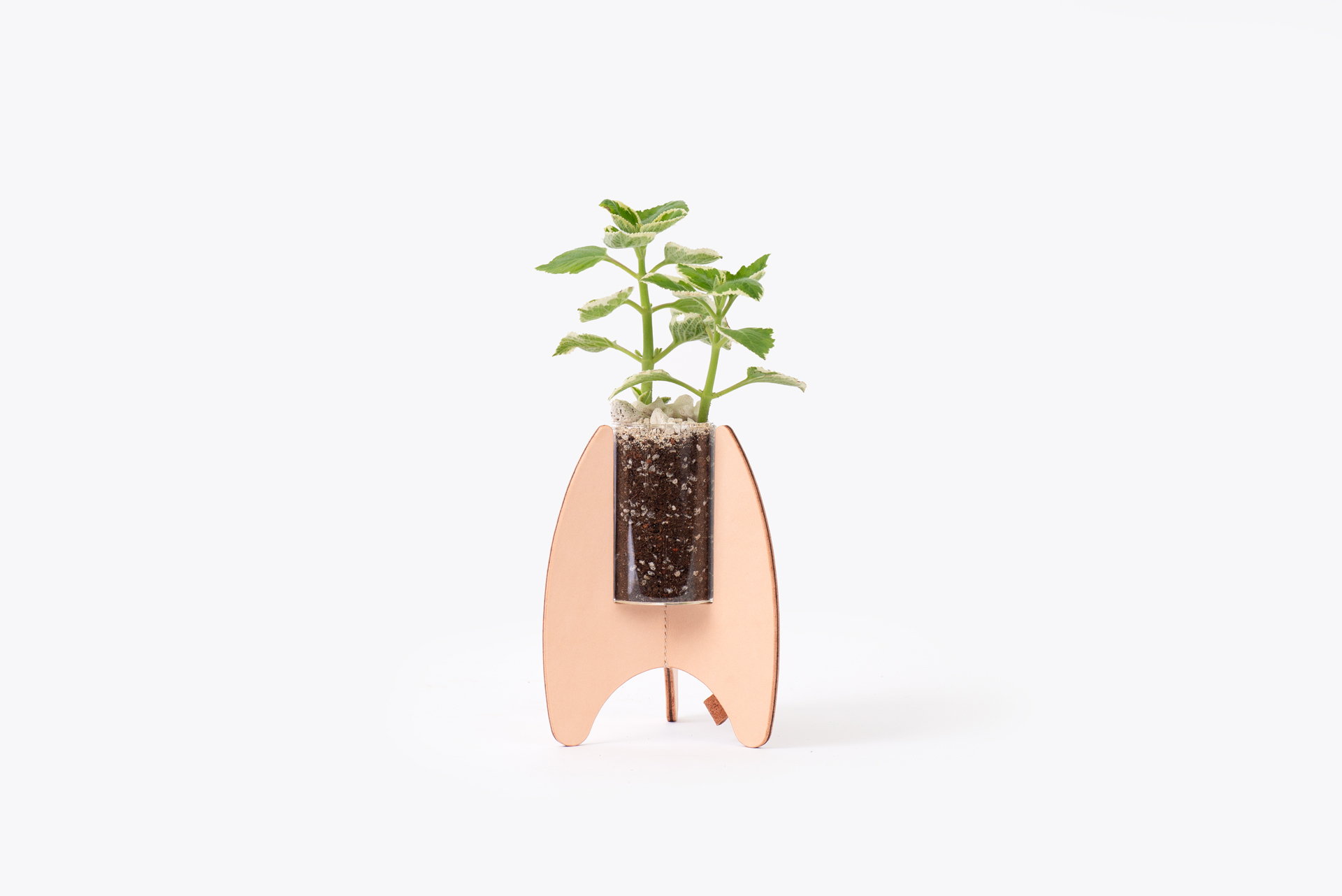 1022-每月一多肉斑葉左手香-004