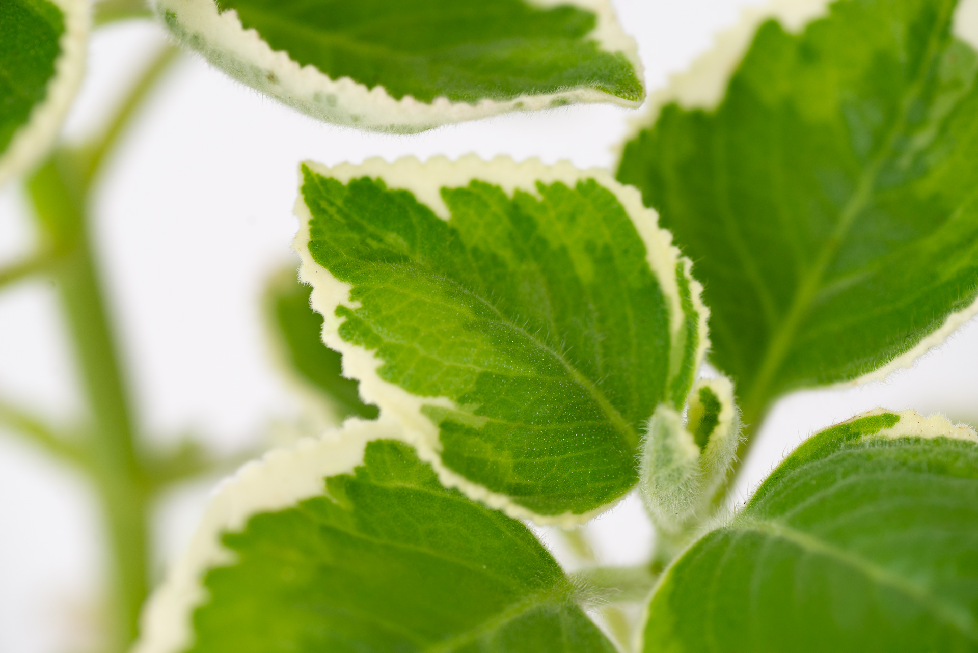 1022-每月一多肉斑葉左手香-葉片白斑特寫