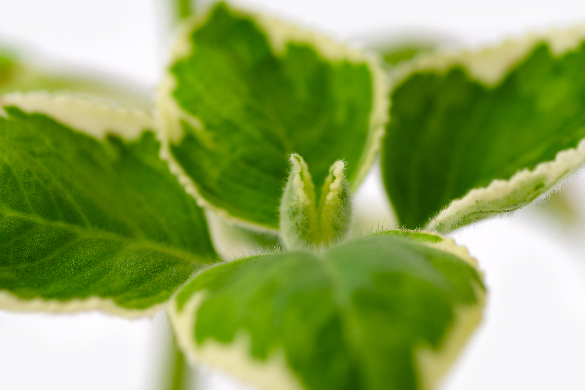 1022-每月一多肉斑葉左手香-葉片絨毛對生