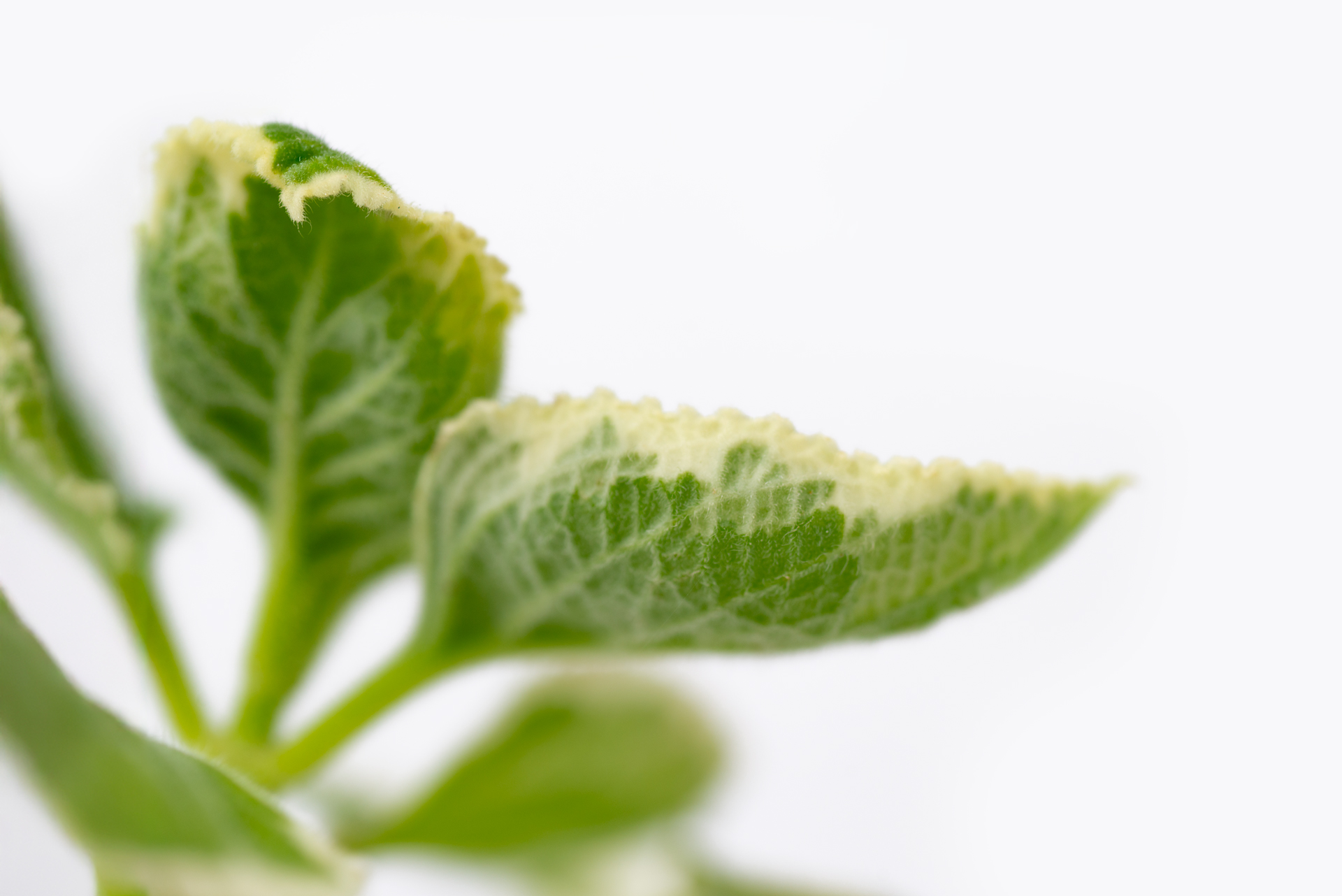 1022-每月一多肉斑葉左手香-葉背網格狀