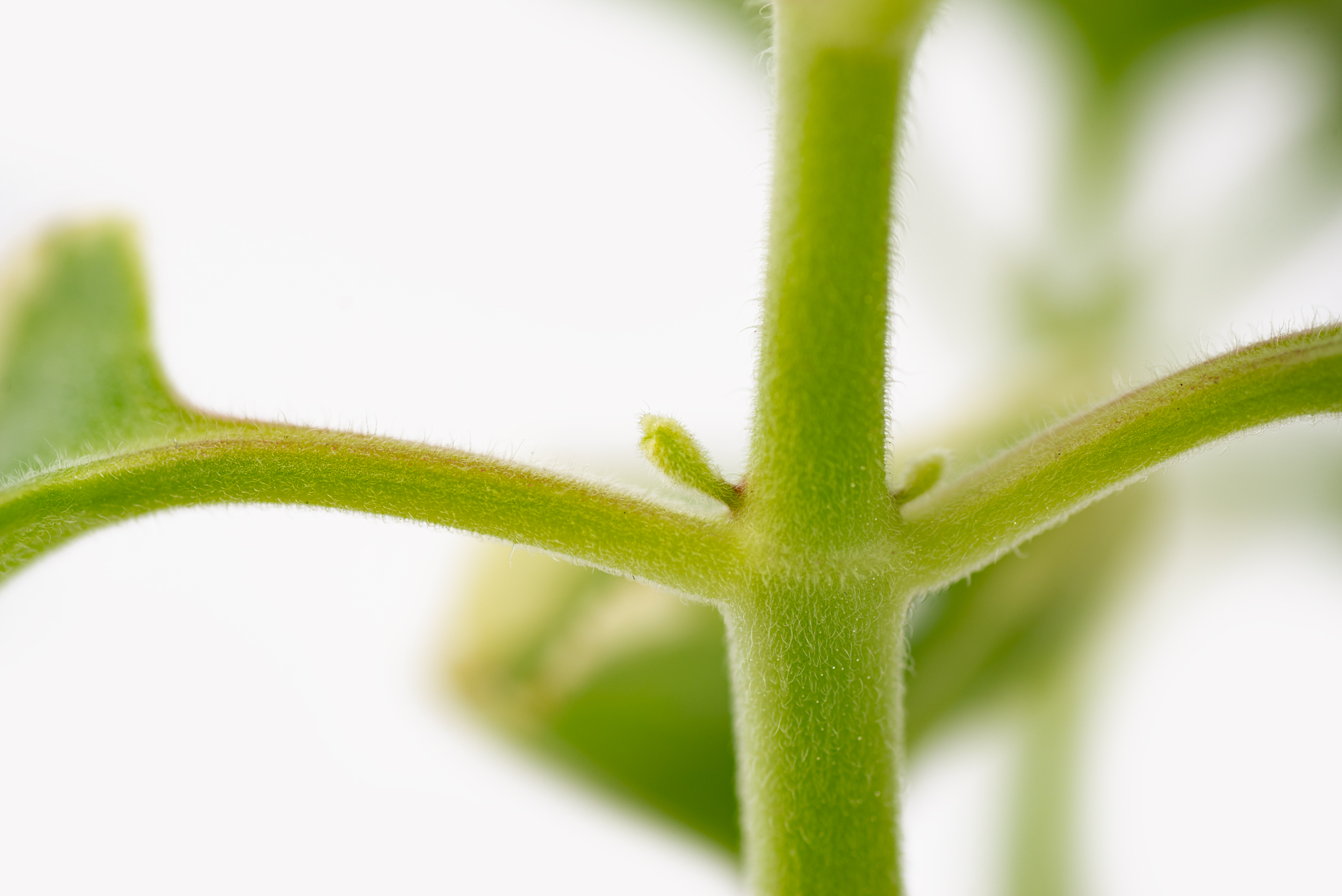 1022-每月一多肉斑葉左手香-葉腋側芽