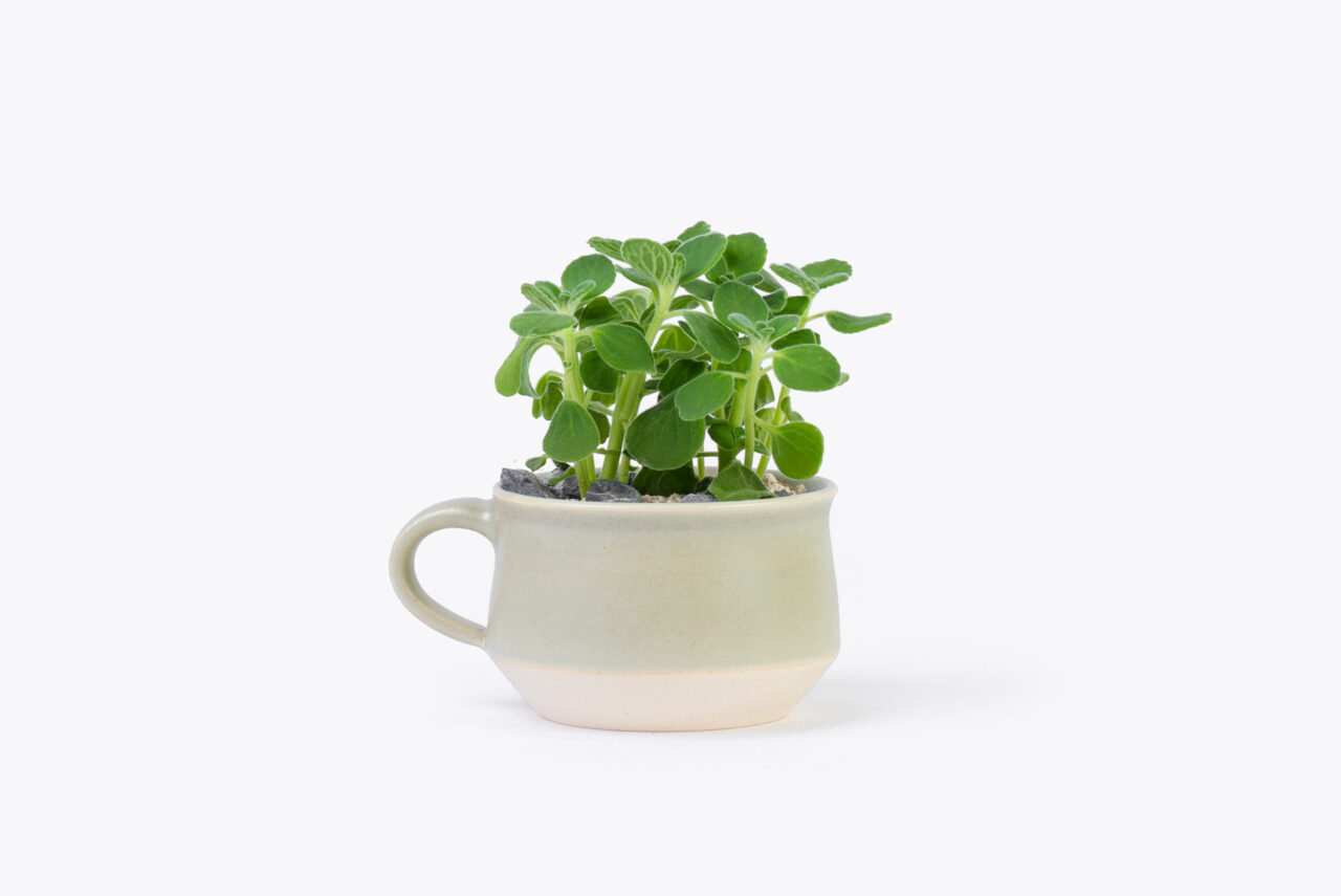 1022-每月一多肉蘋果左手香-盆栽介紹