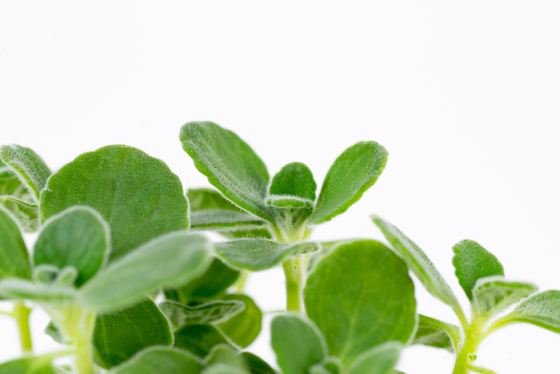 1022-每月一多肉蘋果左手香-側面