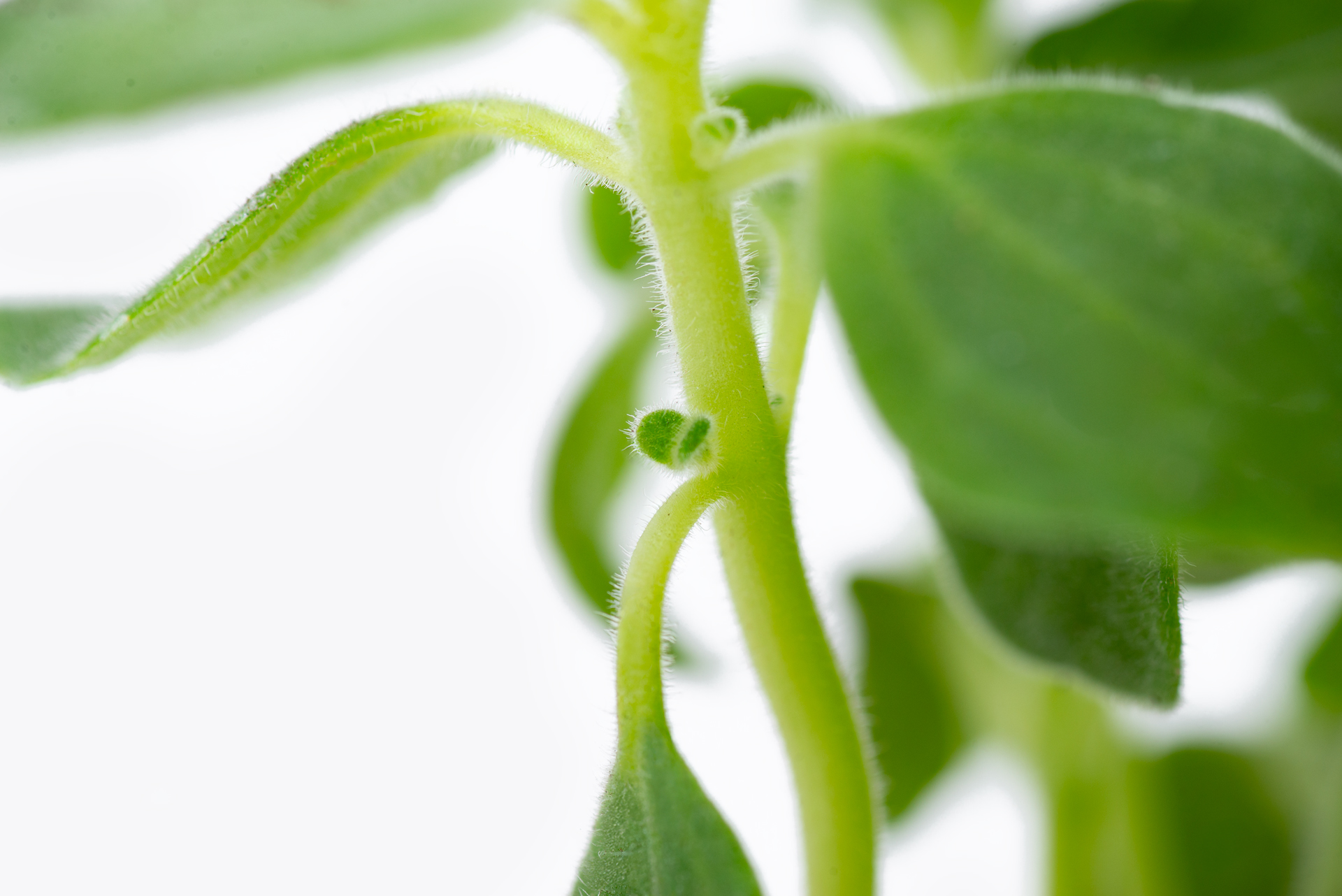 1022-每月一多肉蘋果左手香-莖節腋芽