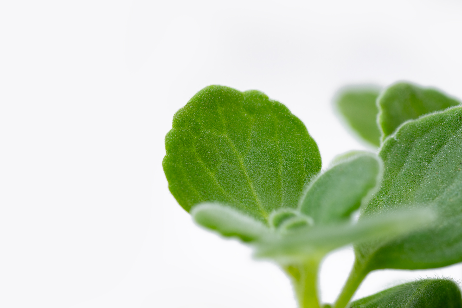 1022-每月一多肉蘋果左手香-葉片葉脈