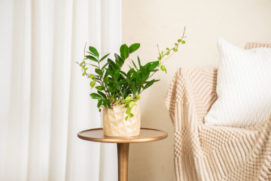 鳳梨大旺金錢樹