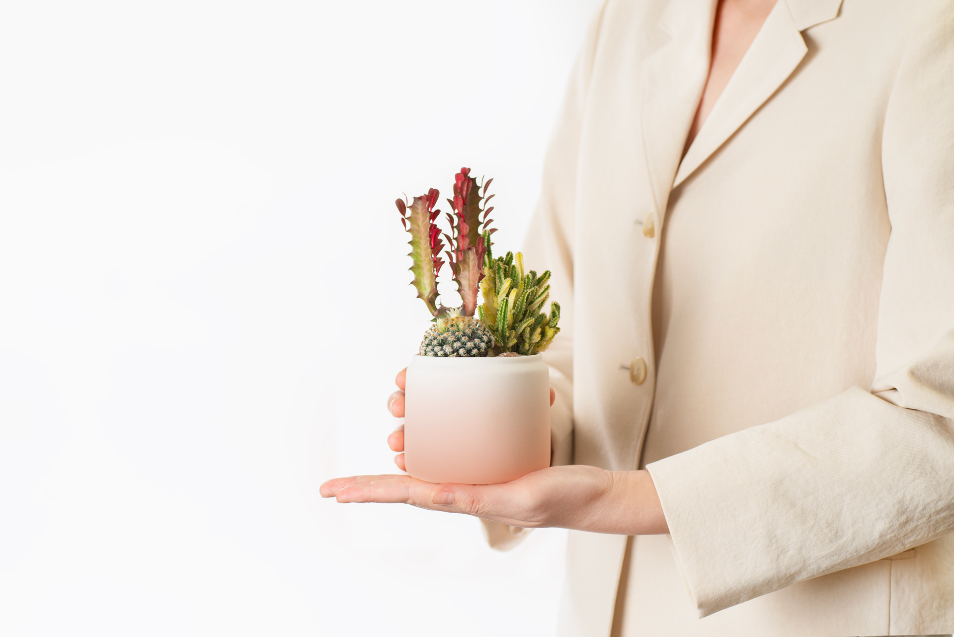 手持仙人掌盆栽2024