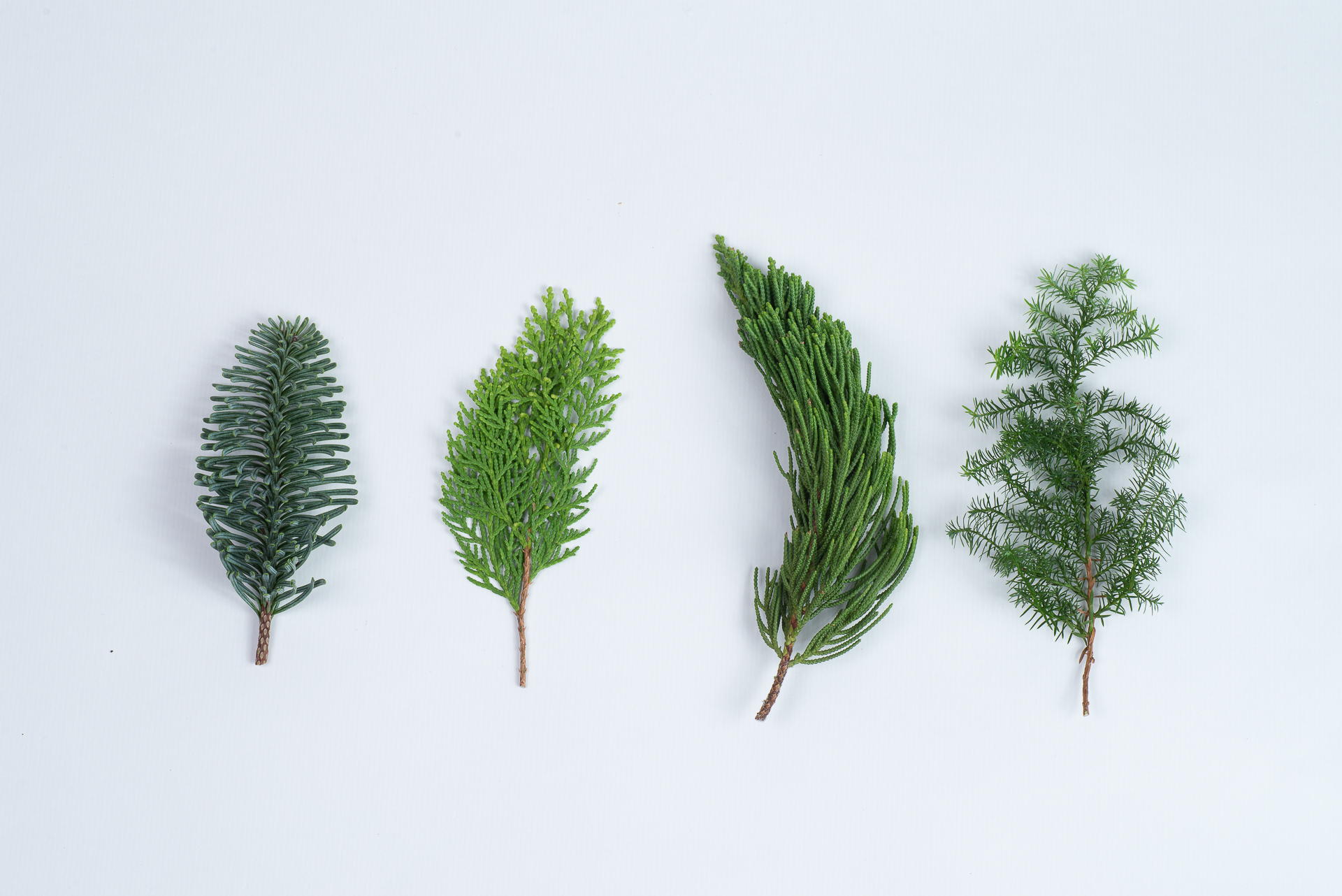 1120 聖誕小樹松柏圖鑑-四張枝條