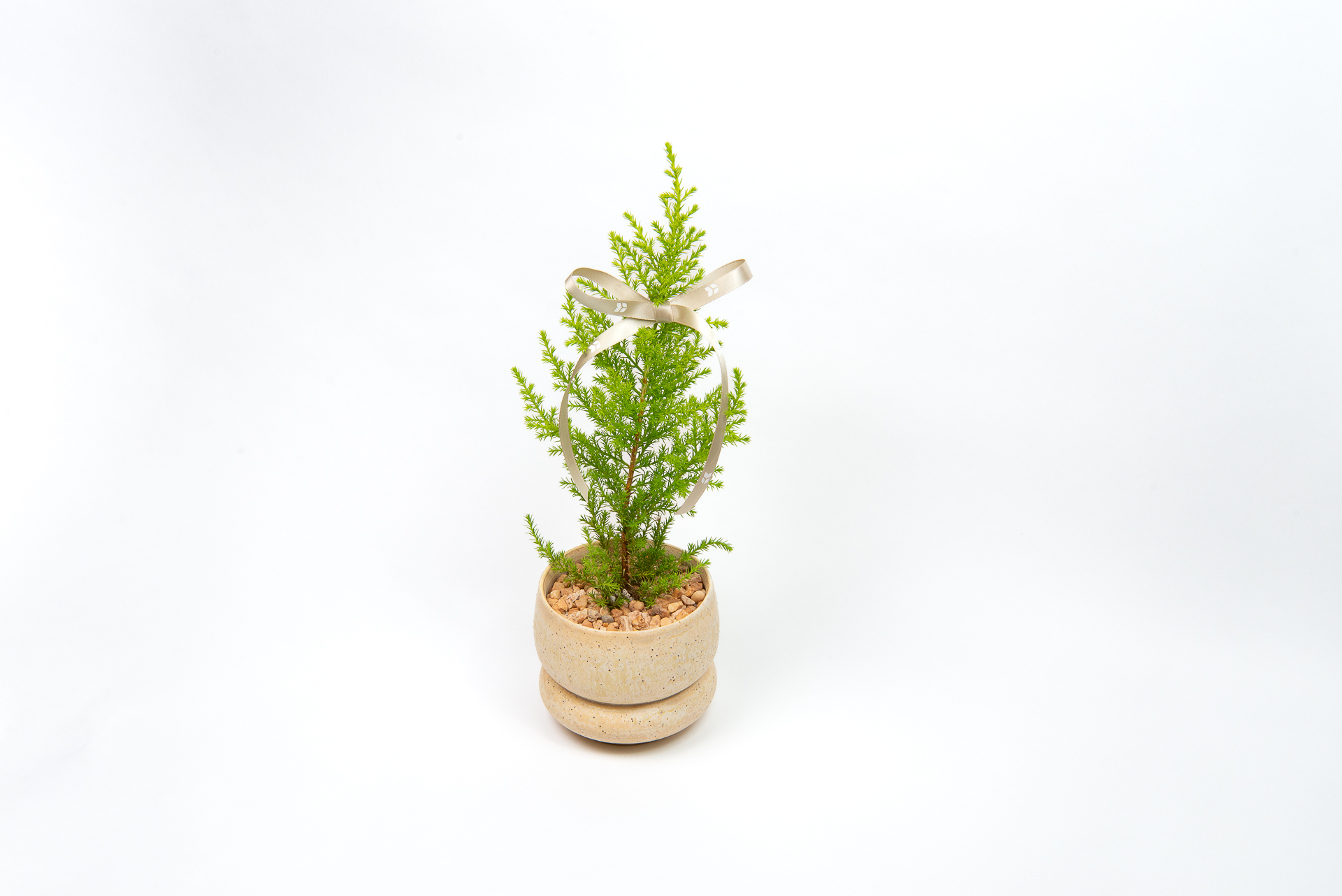 1120 香冠柏聖誕小樹-俯視