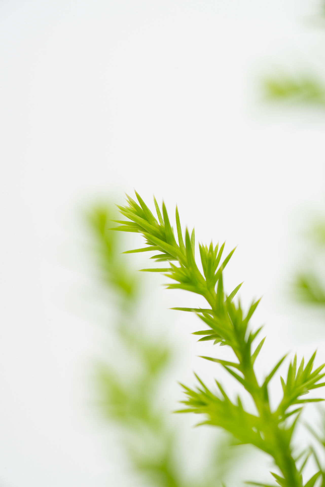 1120 香冠柏聖誕小樹-微距細節