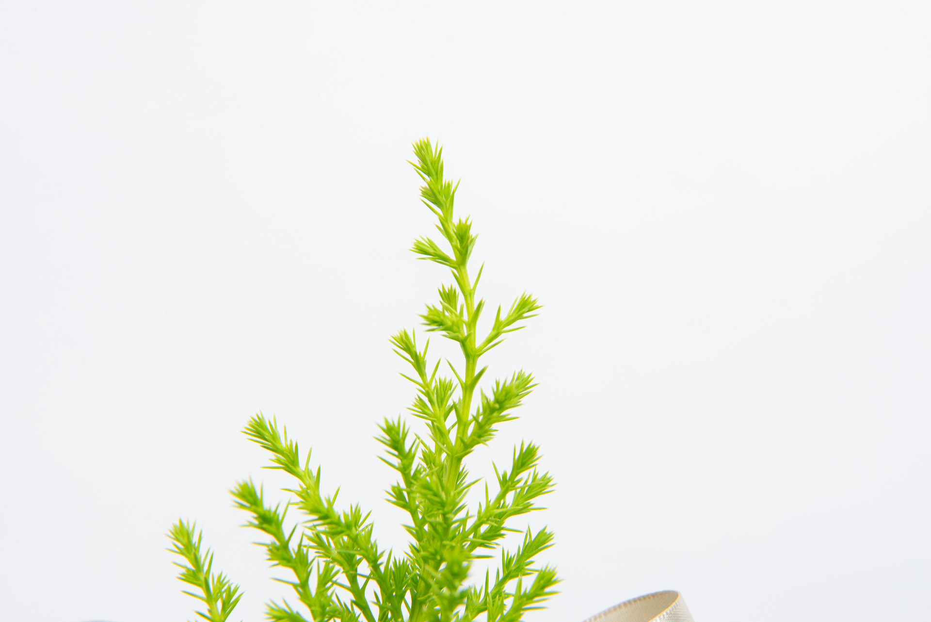 1120 香冠柏聖誕小樹-特寫