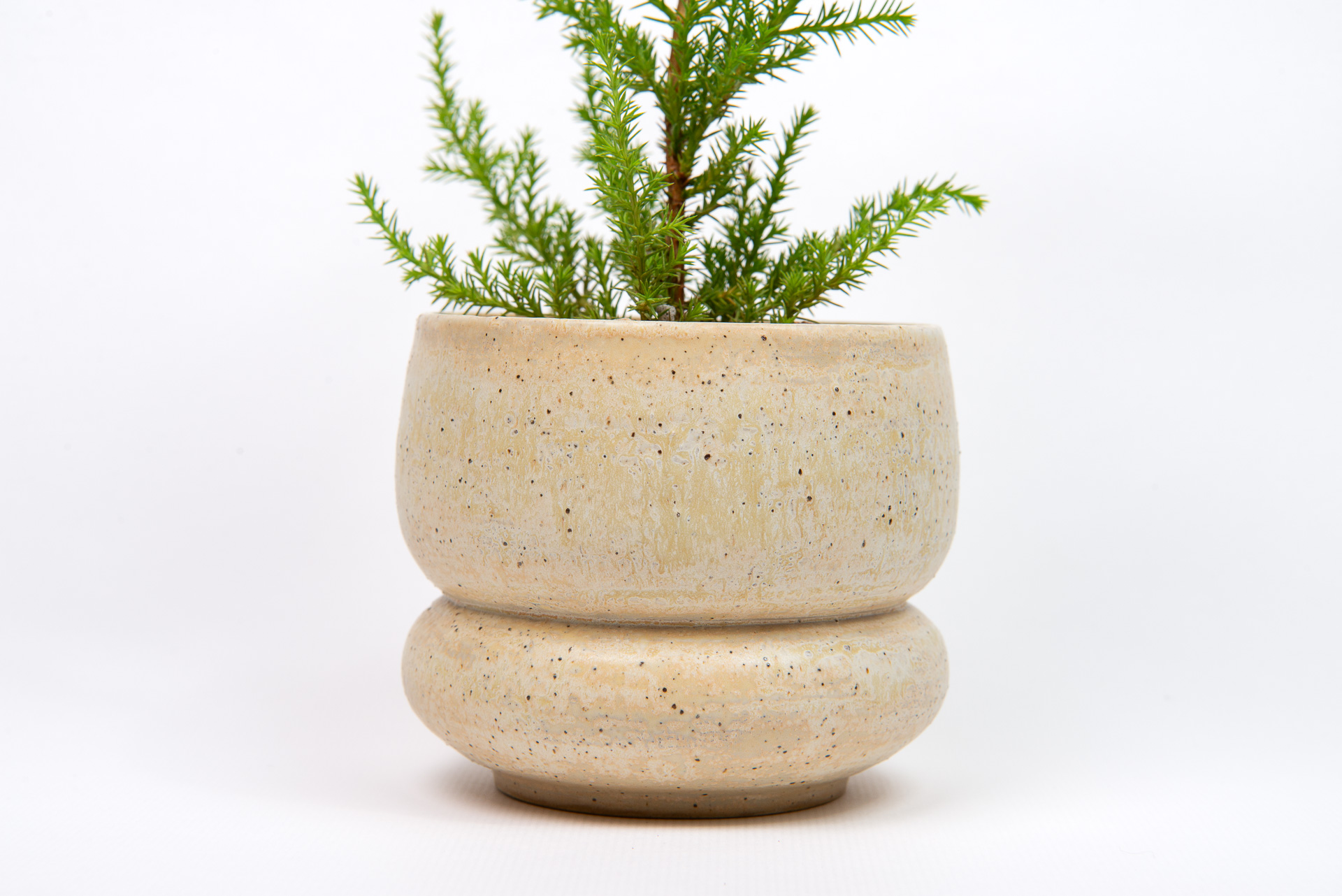 植物圖鑑：香冠柏 Cupressus macrocarpa ‘Goldcrest’ 1120 香冠柏聖誕小樹 盆器特寫