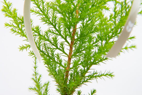 1120 香冠柏聖誕小樹-莖部