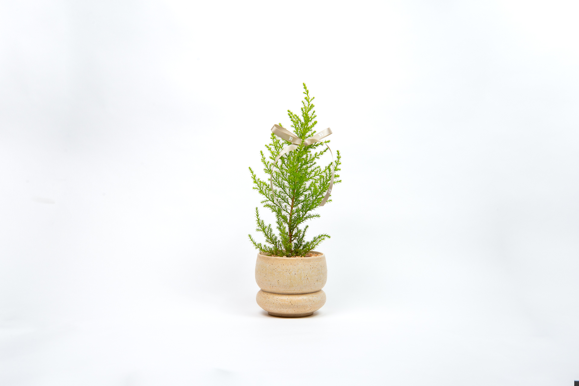 1120 香冠柏聖誕小樹-設計桌是盆栽