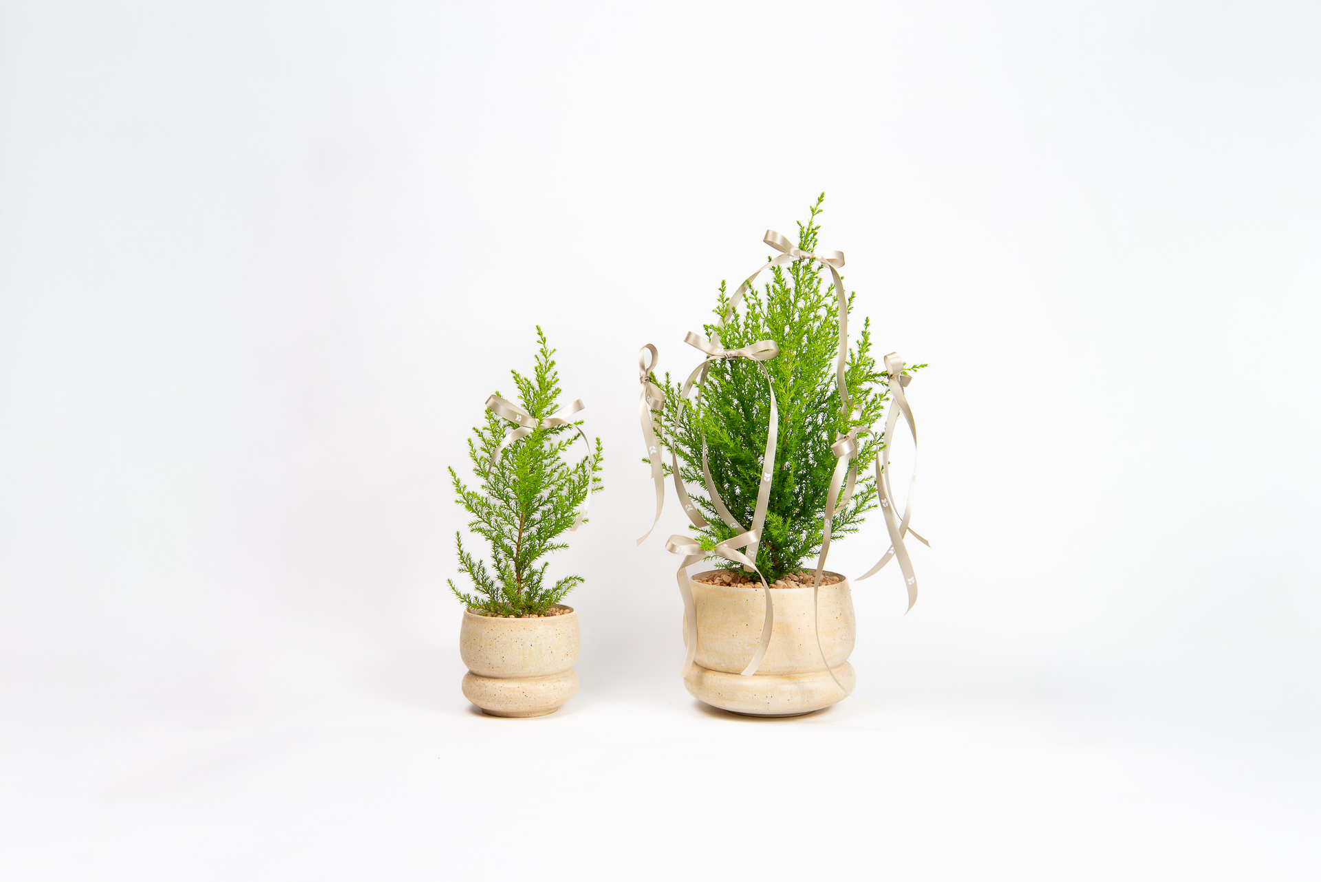 1120 香冠柏聖誕小樹-雙盆組合