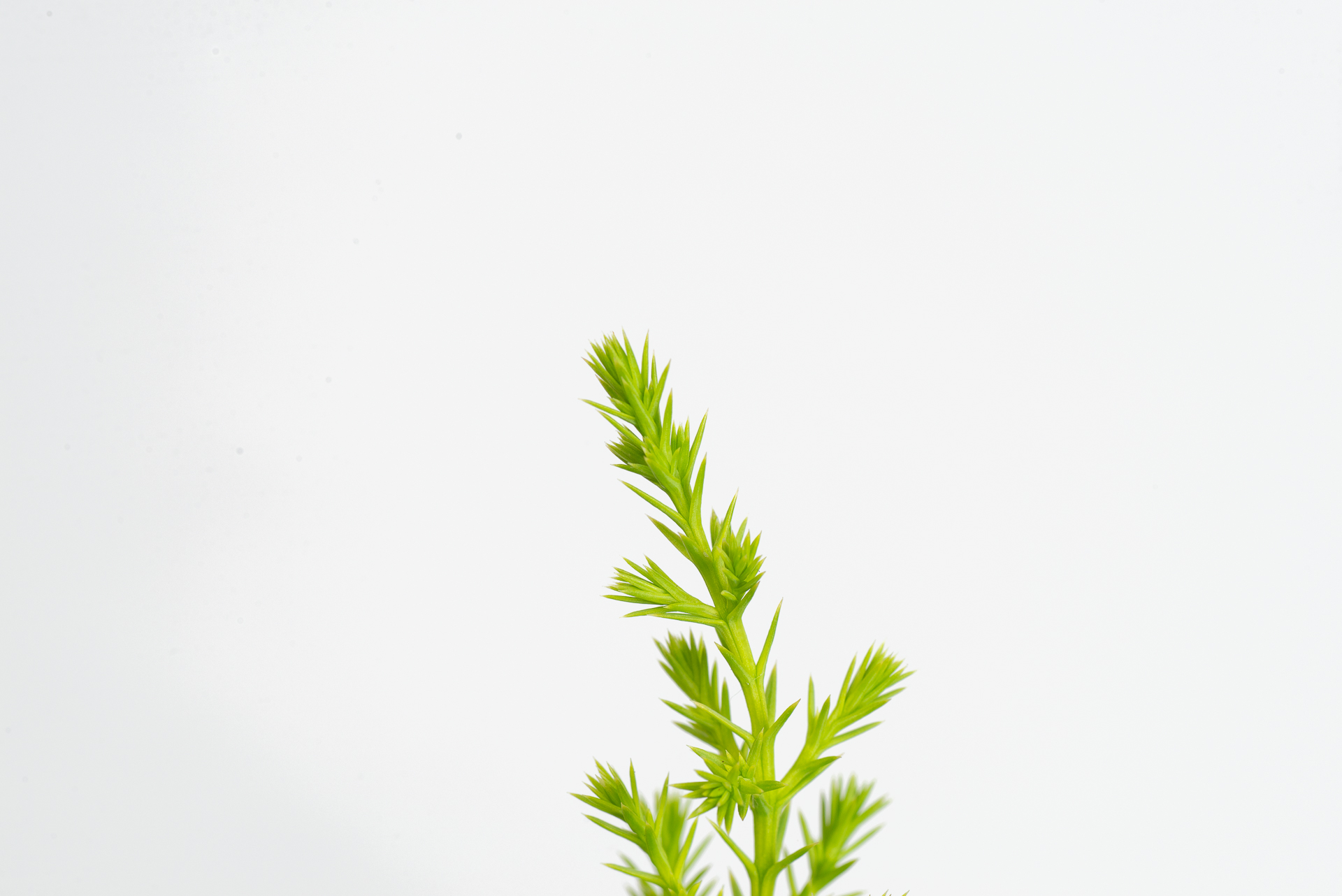 1120 香冠柏聖誕小樹-頂端針狀