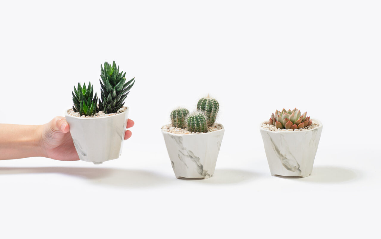 客製化禮品 - 選擇植物類型