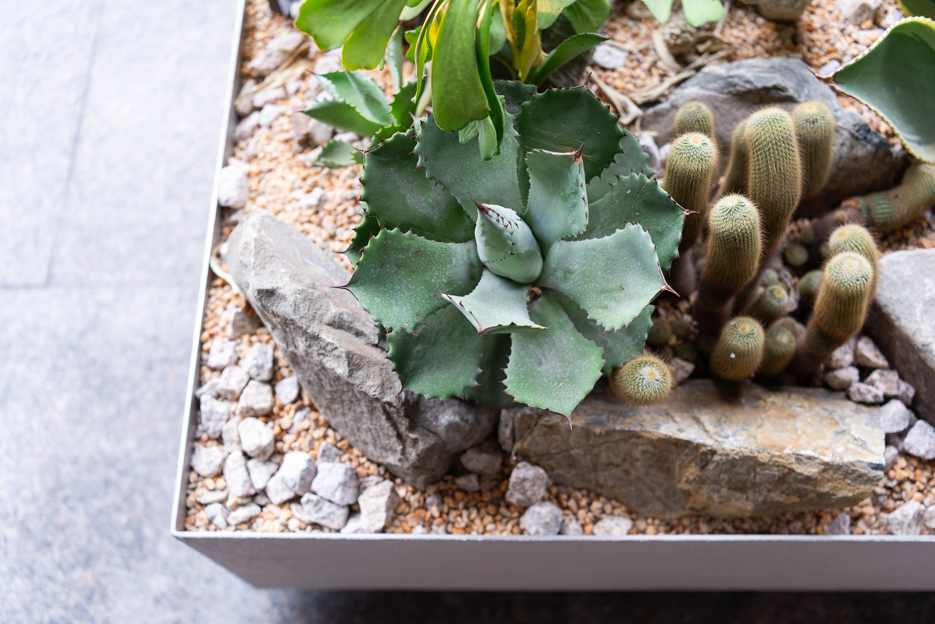 門口造景推薦！品牌新門市怎麼種植物才療癒又自然 1213 西門町Oani 飯店造景案例37