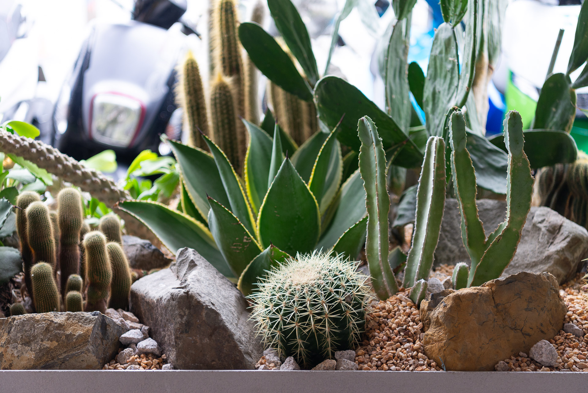 門口造景推薦！品牌新門市怎麼種植物才療癒又自然 1213 西門町Oani 飯店造景案例38