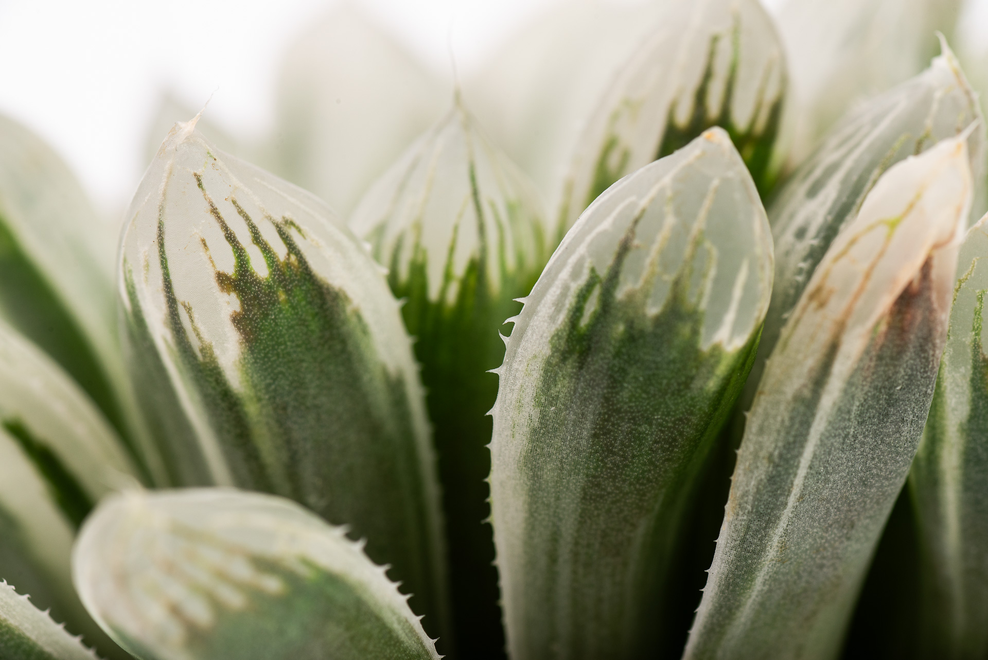 1217 每月一肉白斑玉露-葉片小刺