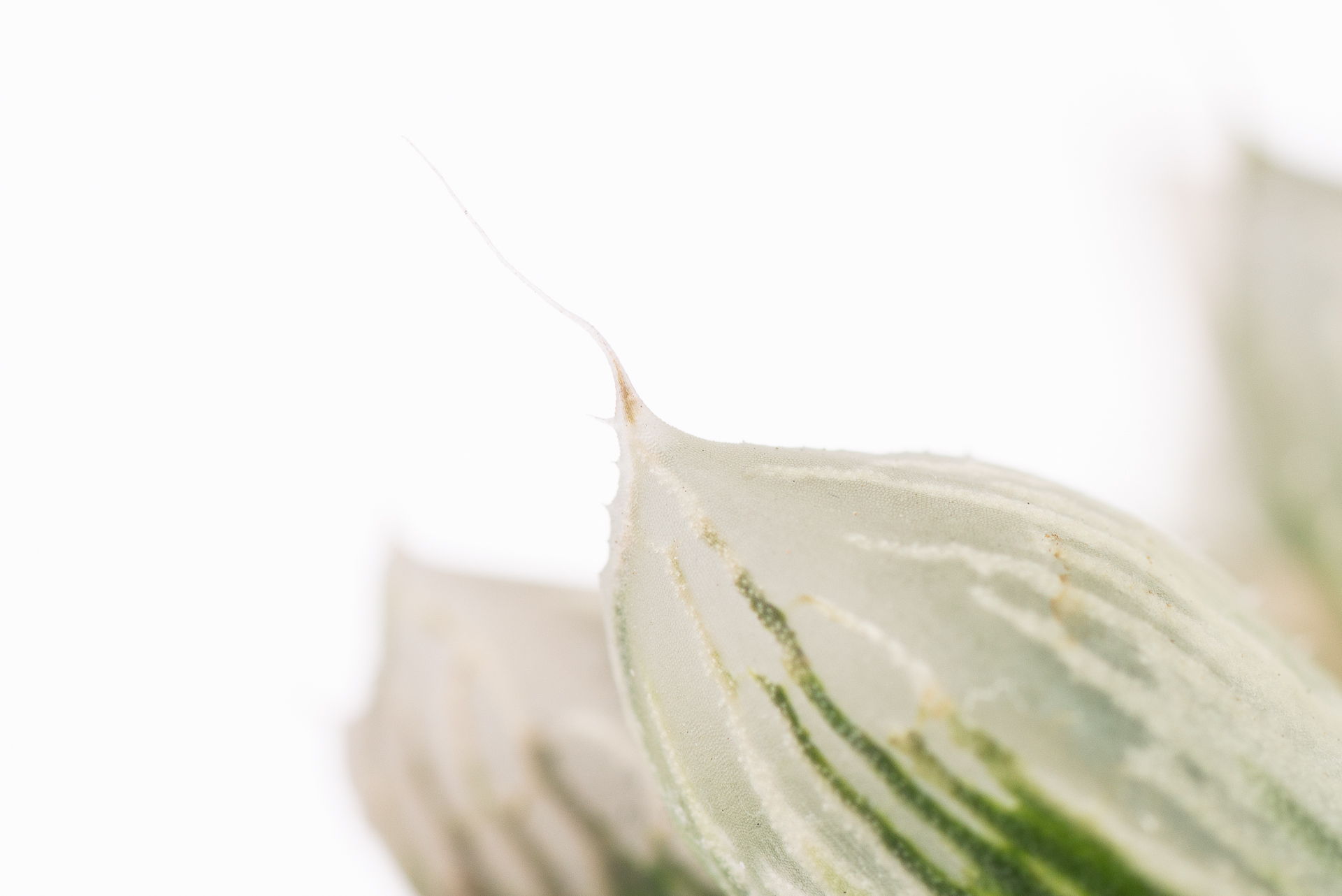 1217 每月一肉白斑玉露-葉片尖端