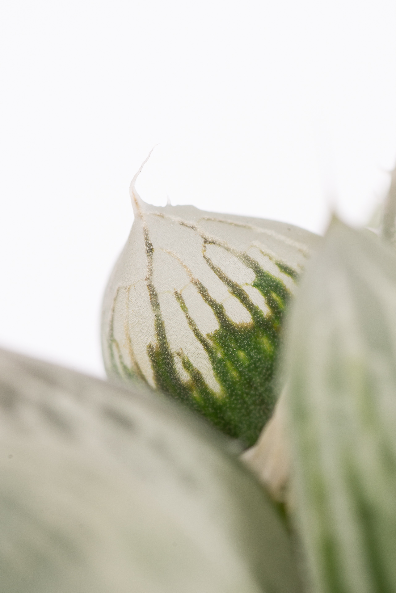 1217 每月一肉白斑玉露-葉片微距