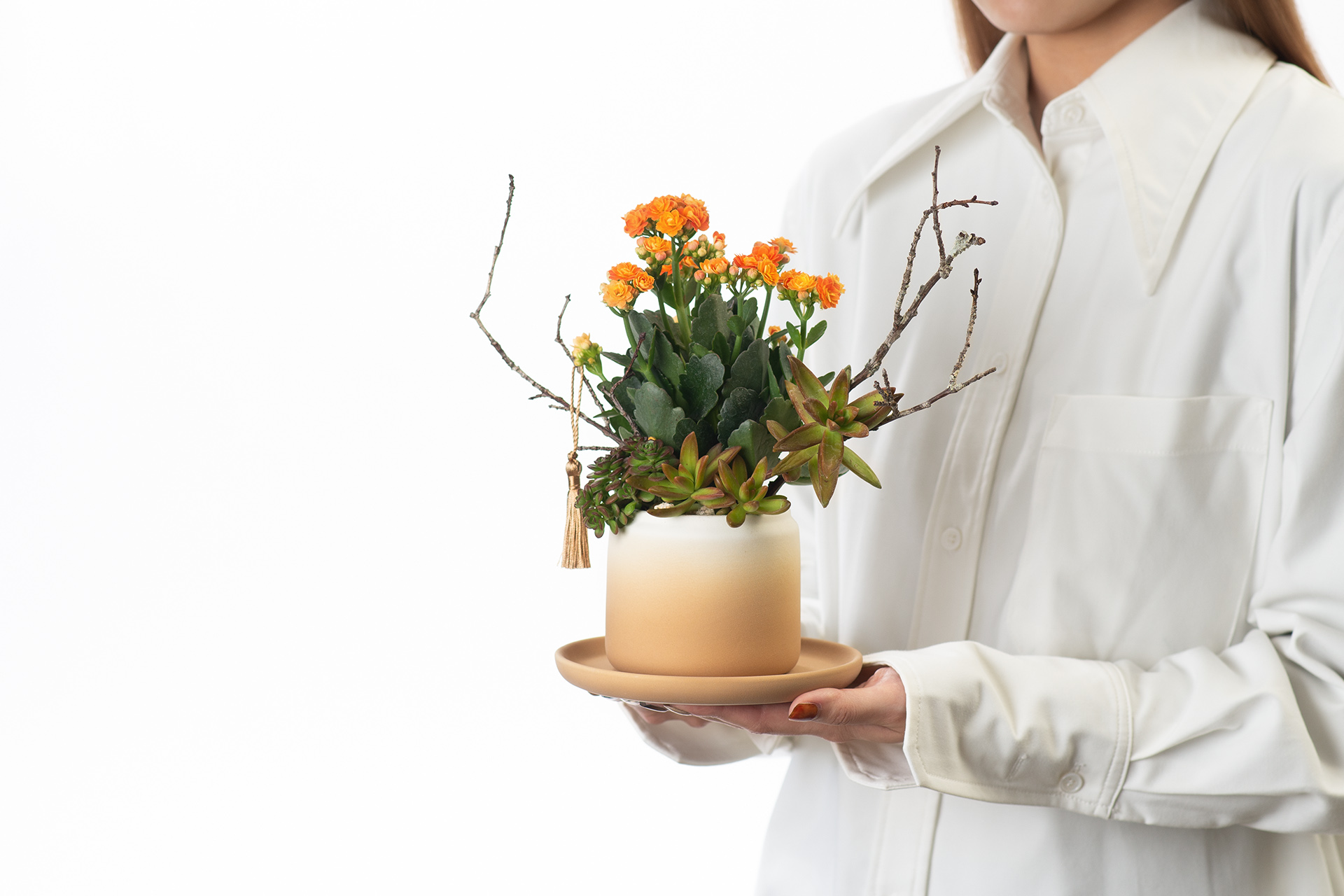 長壽花與蘭花，春節開花盆栽怎麼選？ 1219 2023 開花盆栽送禮119