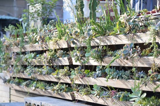 全日照？半日照？教你搞懂植物的需要！ 14690982 1428238490523576 999302132557789132 n