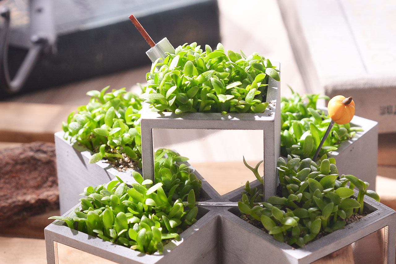 火龍果盆栽與台灣設計師盆器