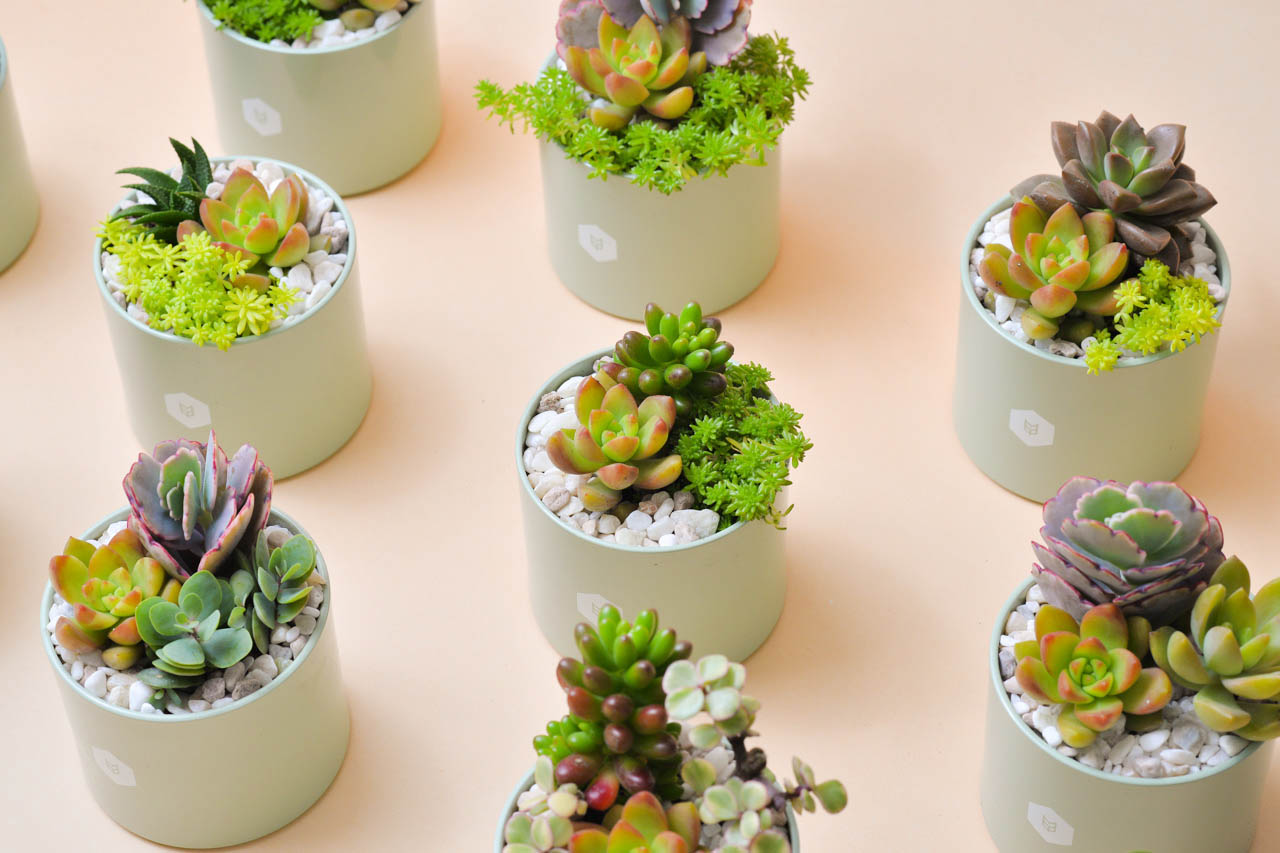 新聞媒體報導 2021母親節多肉禮盒by有肉58