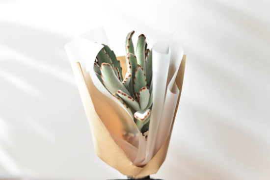 景天科多肉植物 2021 七夕情人節花束 多肉植物月兔耳花束3