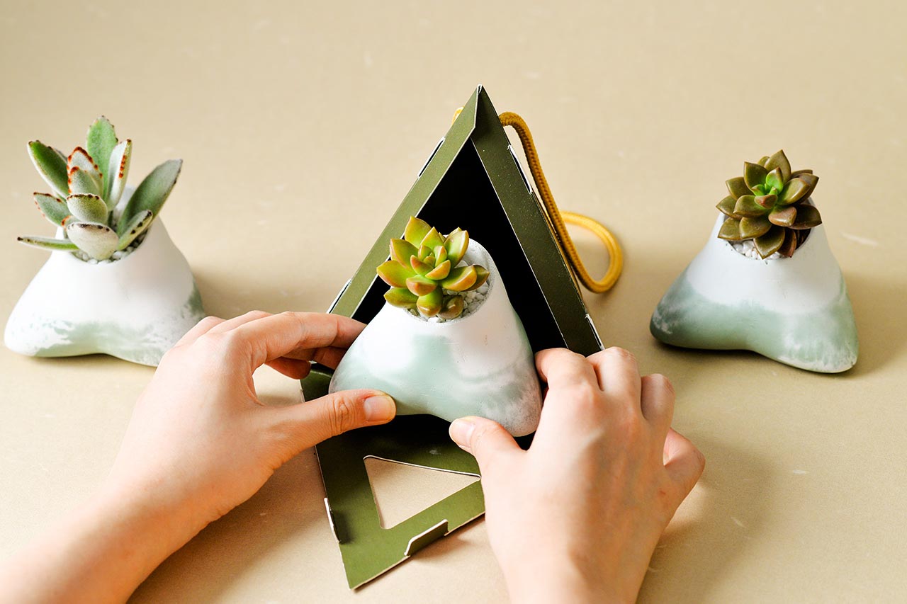 2021 有肉的端午節植物係禮盒＿台灣設計製造12