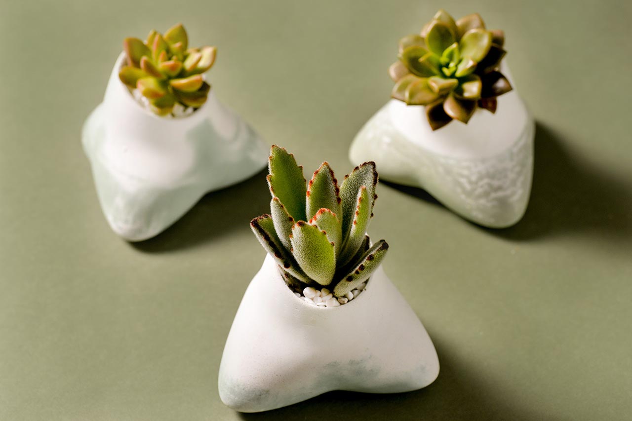 2021 年端午植物禮盒 2021 有肉的端午節植物係禮盒＿多肉植物5