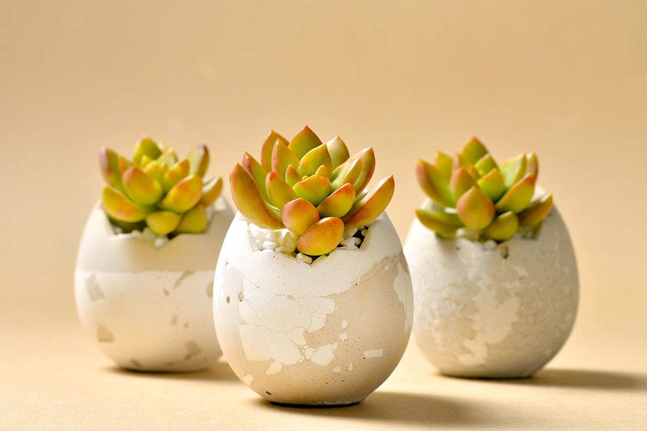 2021 年端午植物禮盒 2021 有肉的端午節植物係禮盒＿蛋盆與肉粽盆7