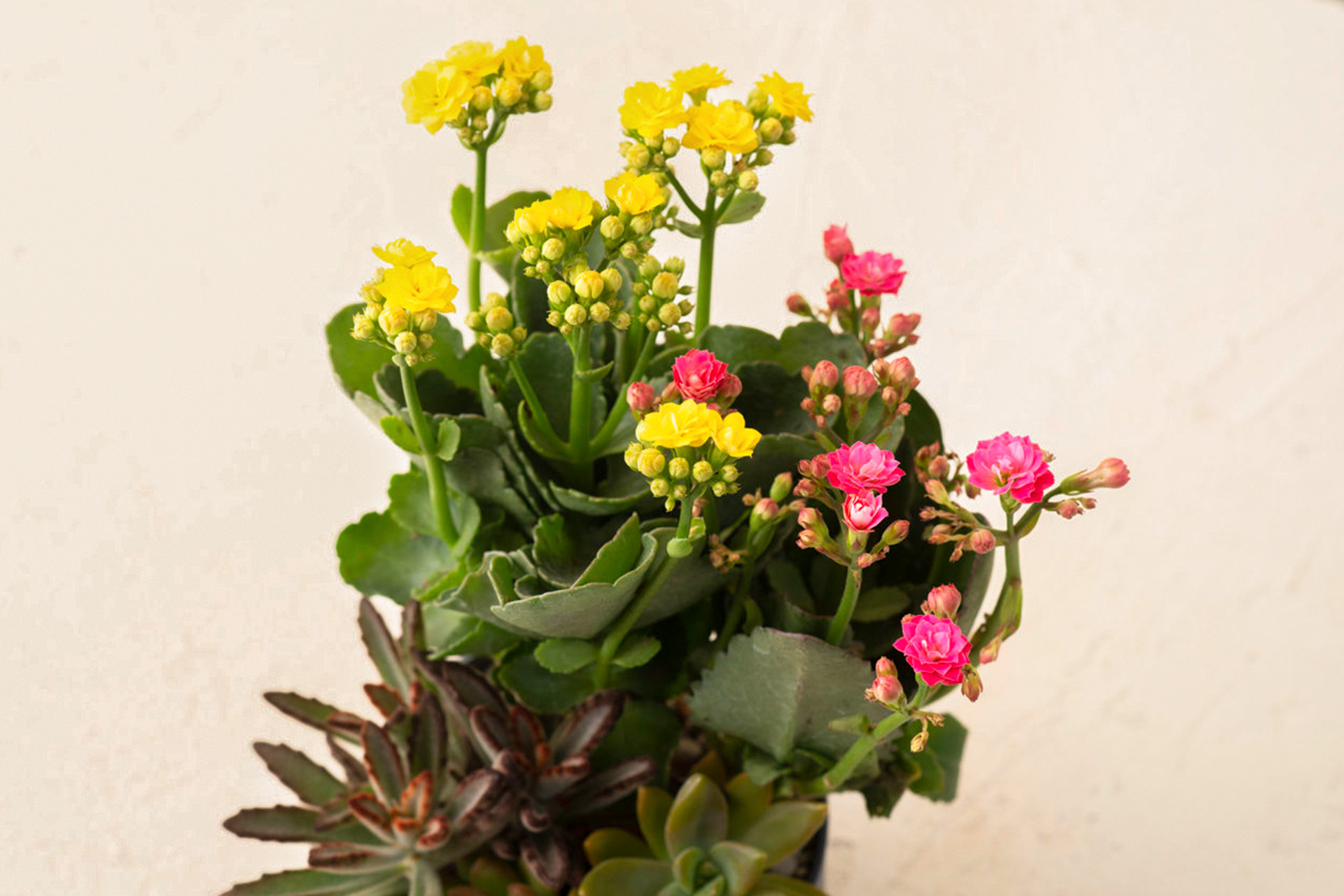 長壽花與蘭花，春節開花盆栽怎麼選？ 2022有肉SUCCULAND 長壽花多肉盆栽2 1280x855 拷貝