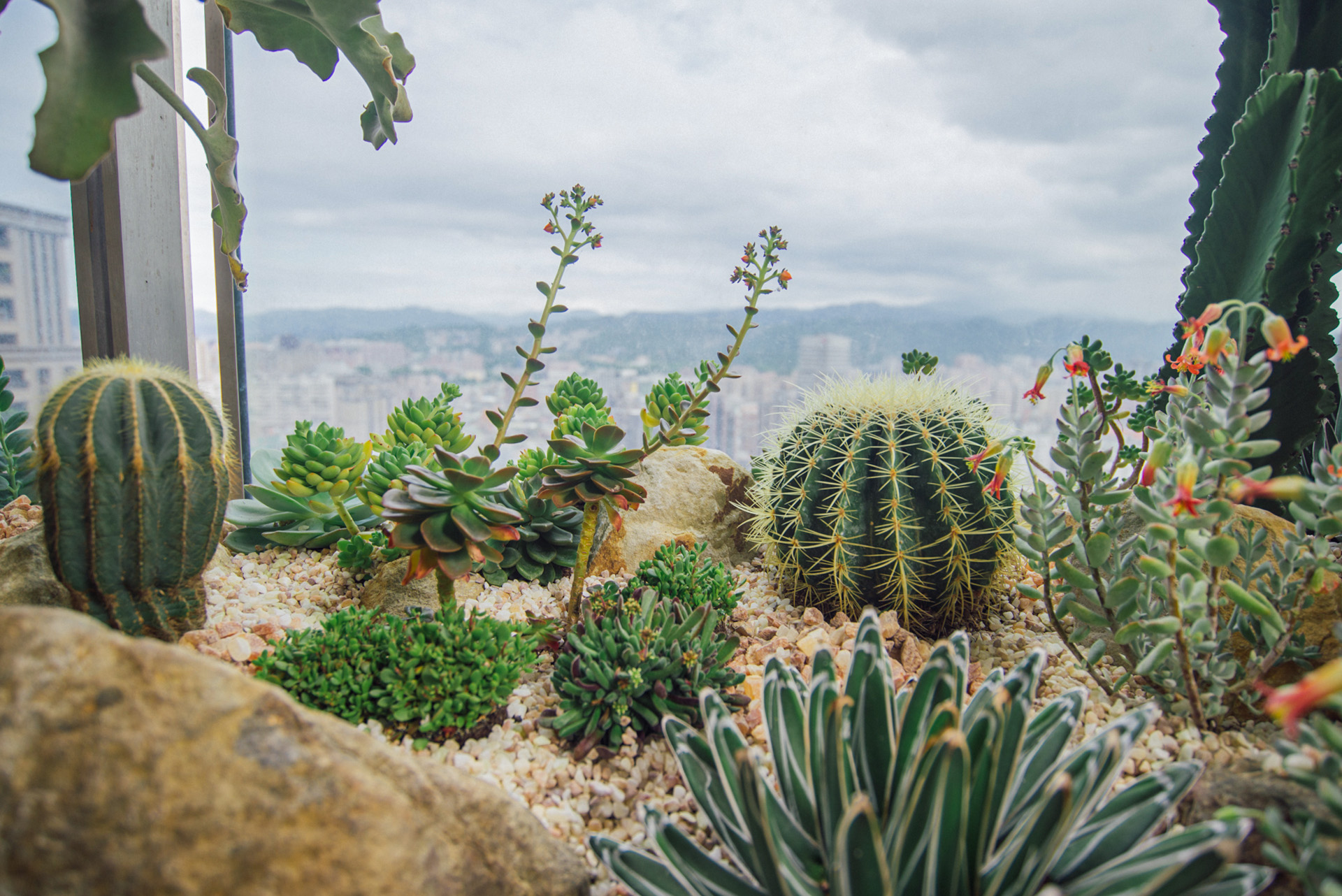 多肉植物造景推薦