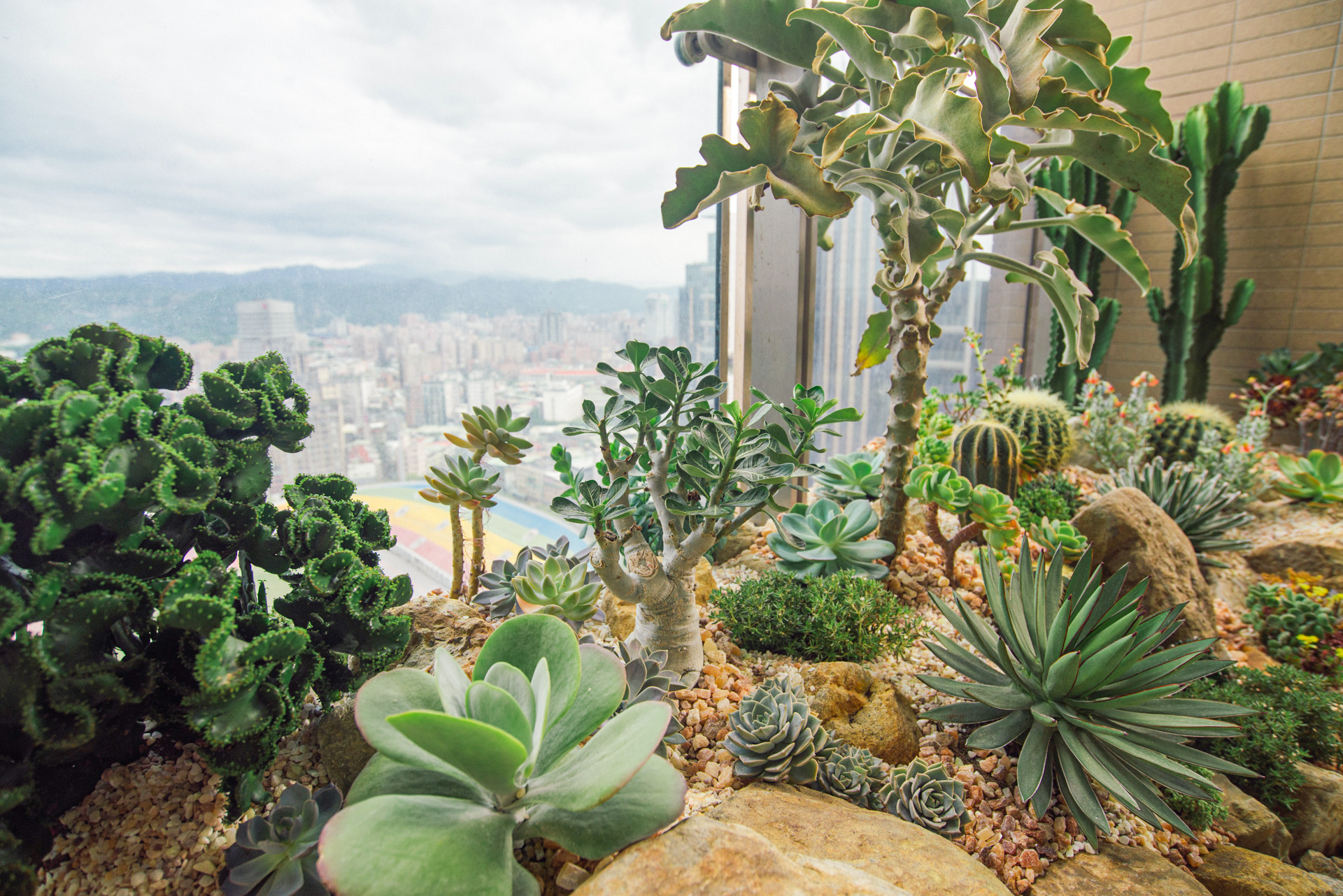 多肉植物造景