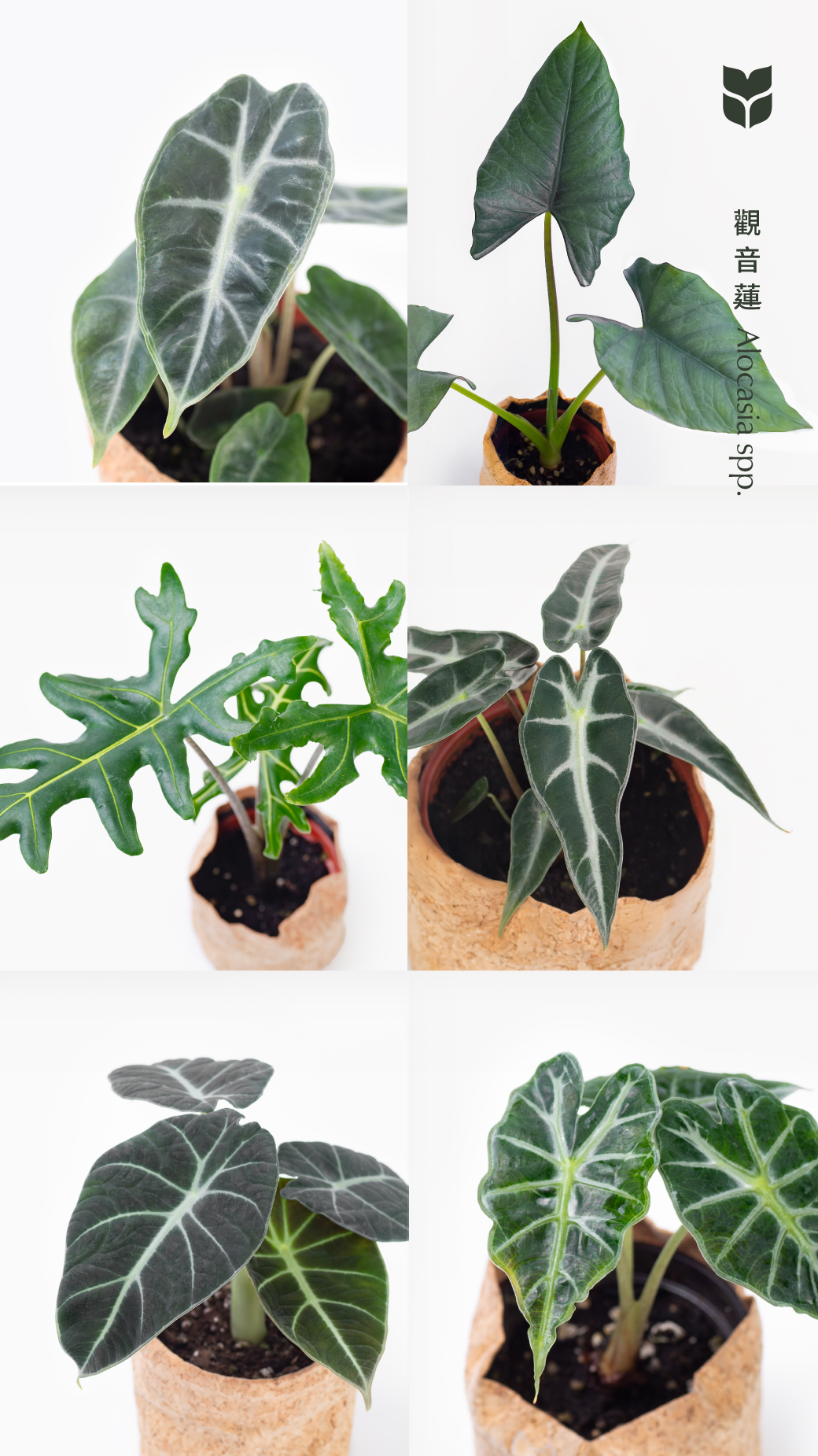 6 種觀音蓮介紹！教你照顧他 202502 每月一肉line@01