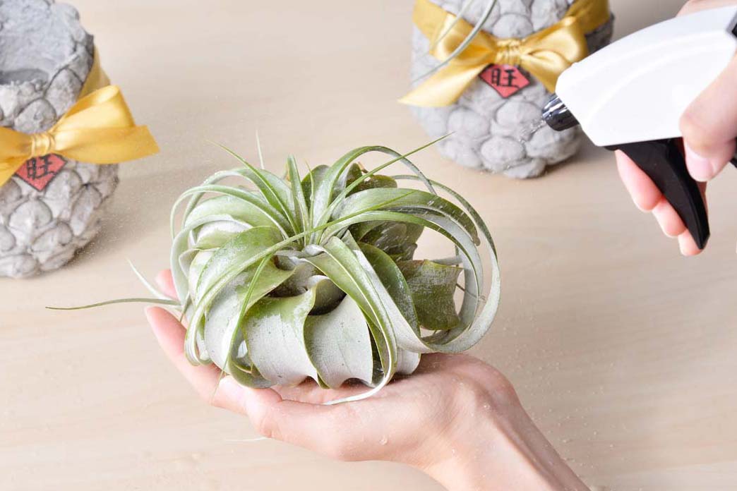 寵物友善植物推薦！ 嚴選 8 種綠意到家 20712%E6%96%B0%E5%95%86%E5%93%81%E6%8B%8D%E6%94%9D 6923